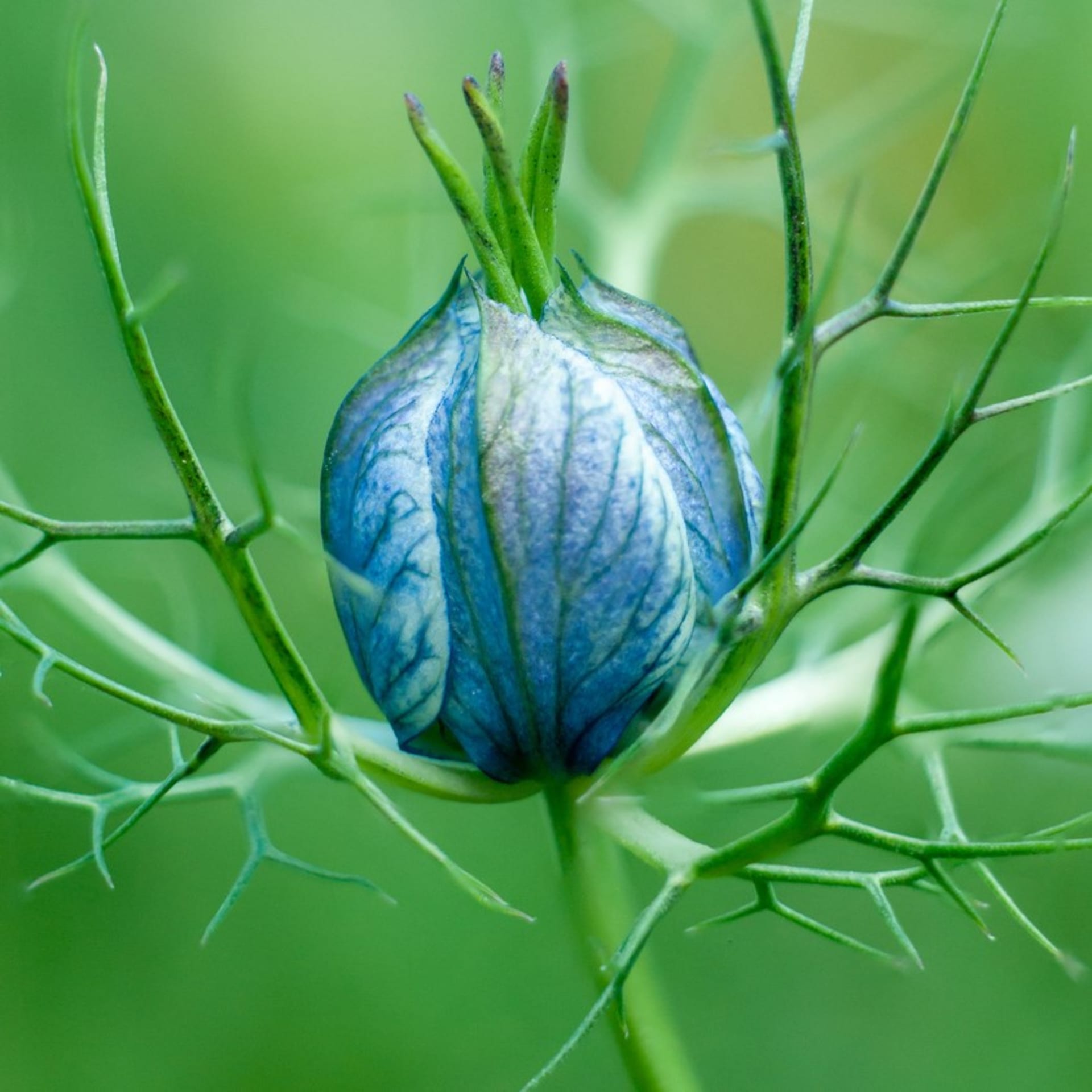 Nigella sativa (Nigella sativa)