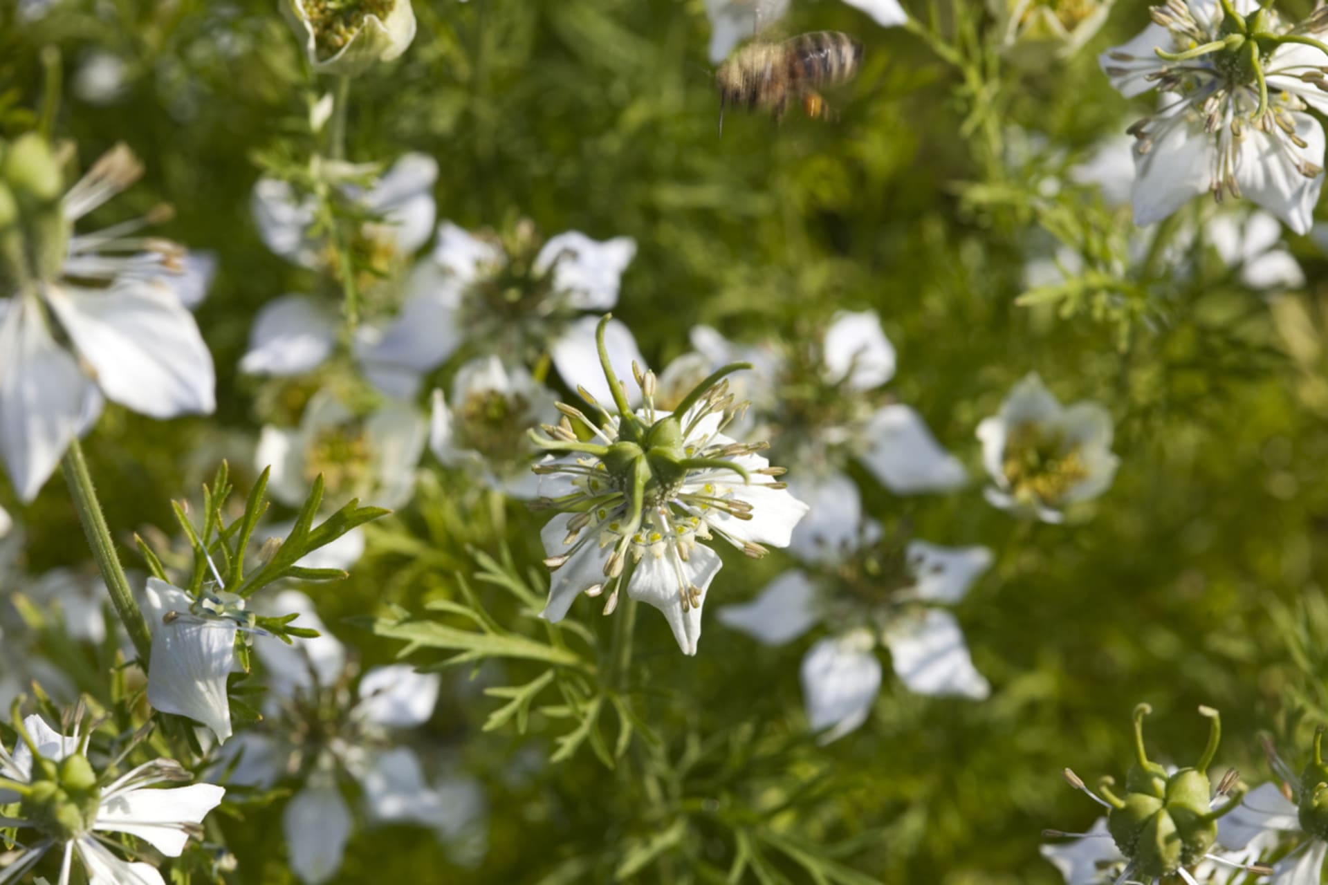 Nigella sativa (Nigella sativa)