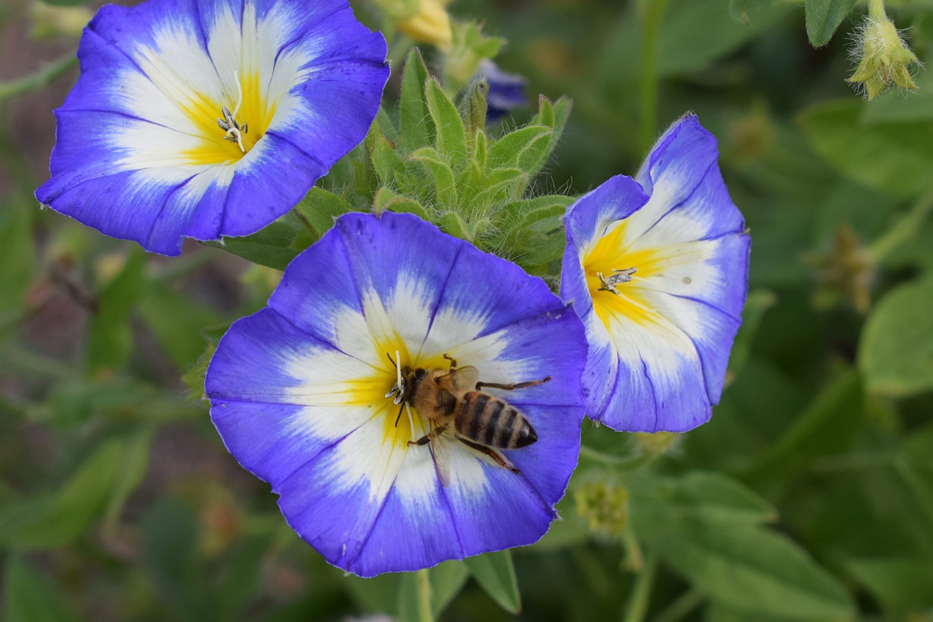 Powój trójkolorowy (Convolvulus tricolor)