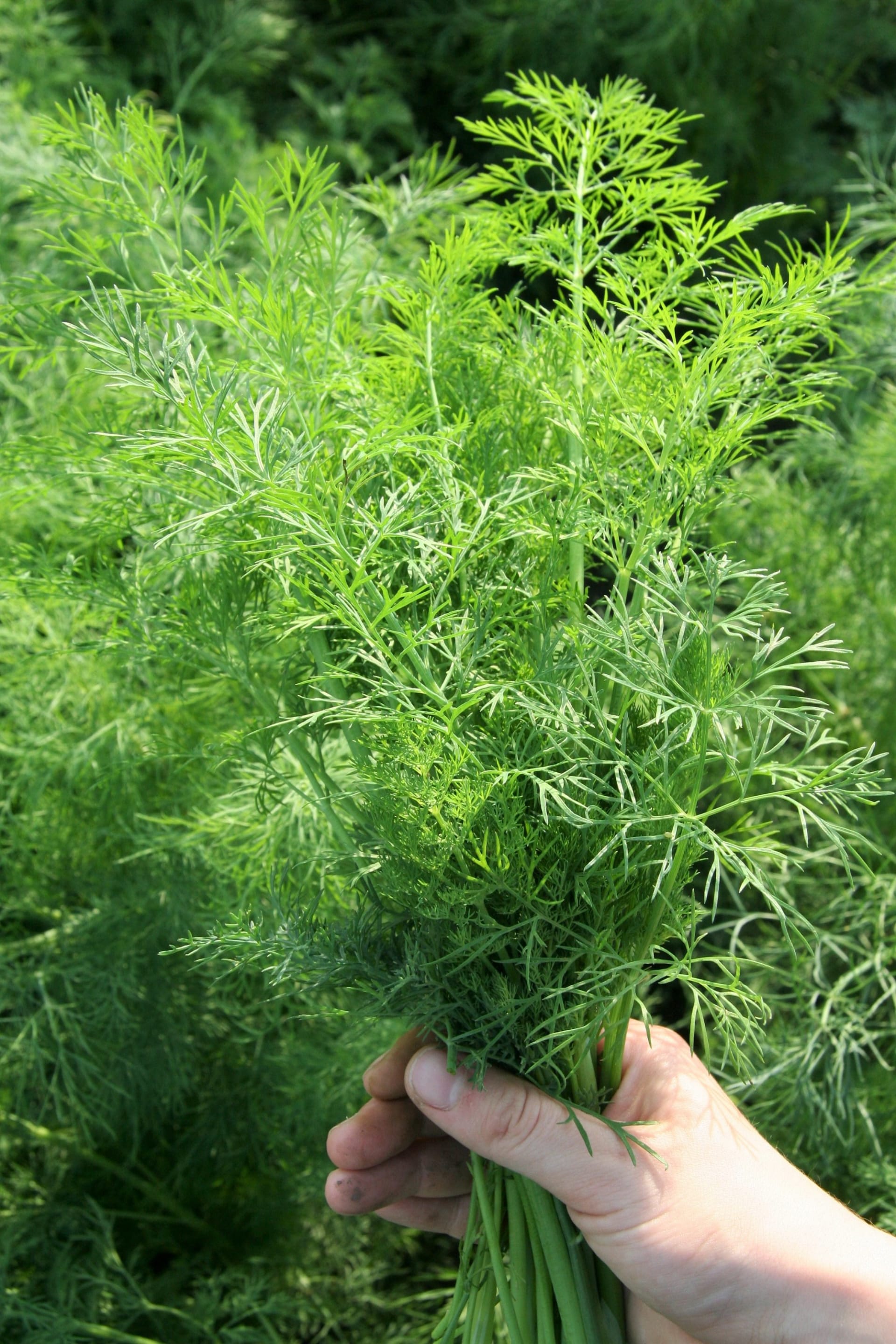 Nasz bardzo popularny koperek (Anethum Graveolens) jest stosunkowo łatwy w uprawie.