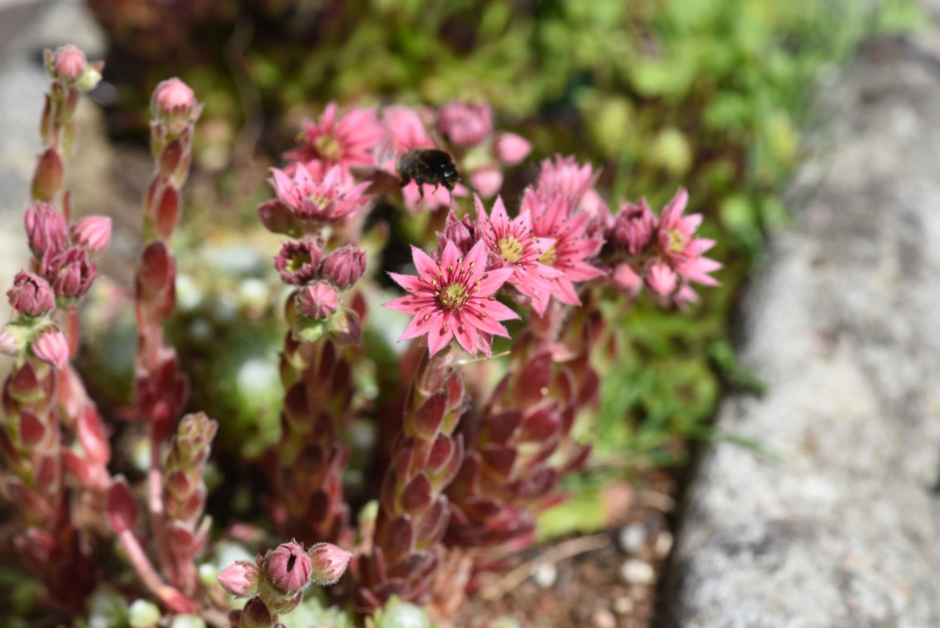 Sempervivum (Sempervivum)