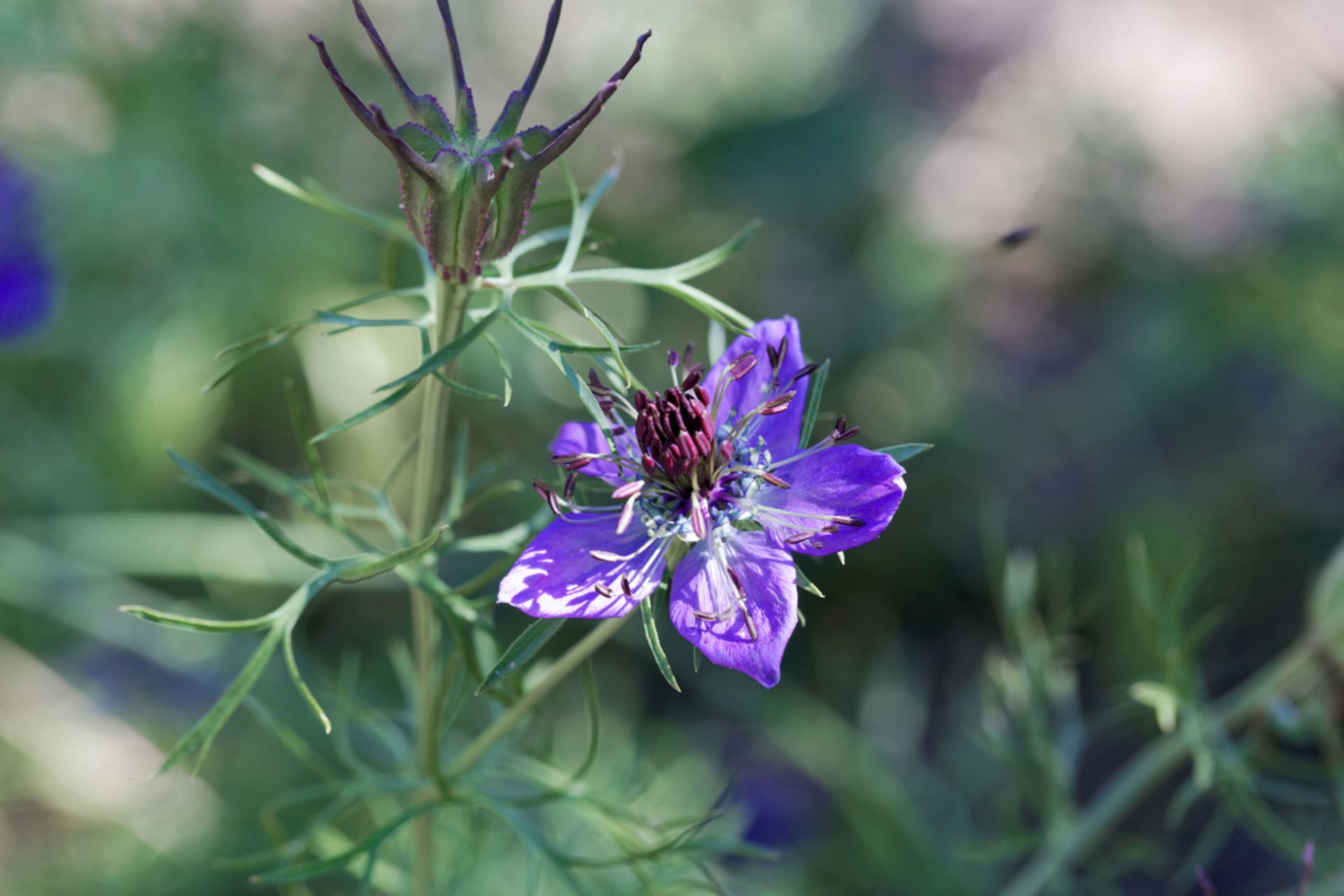 Nigella hispanica (Nigella hispanica)