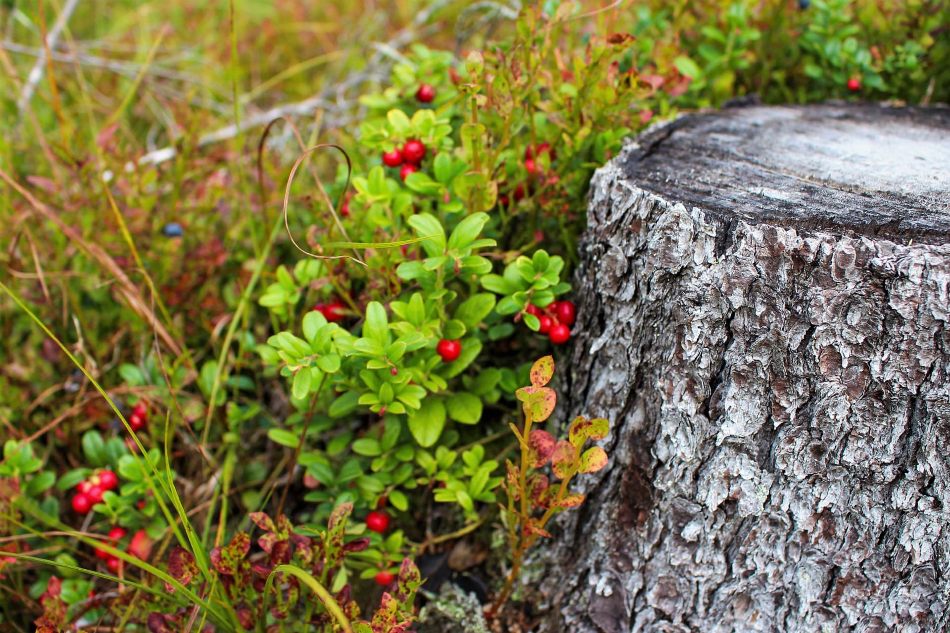 Żurawina żurawinowa (Vaccinium vitis-idaea), ogólnie żurawina