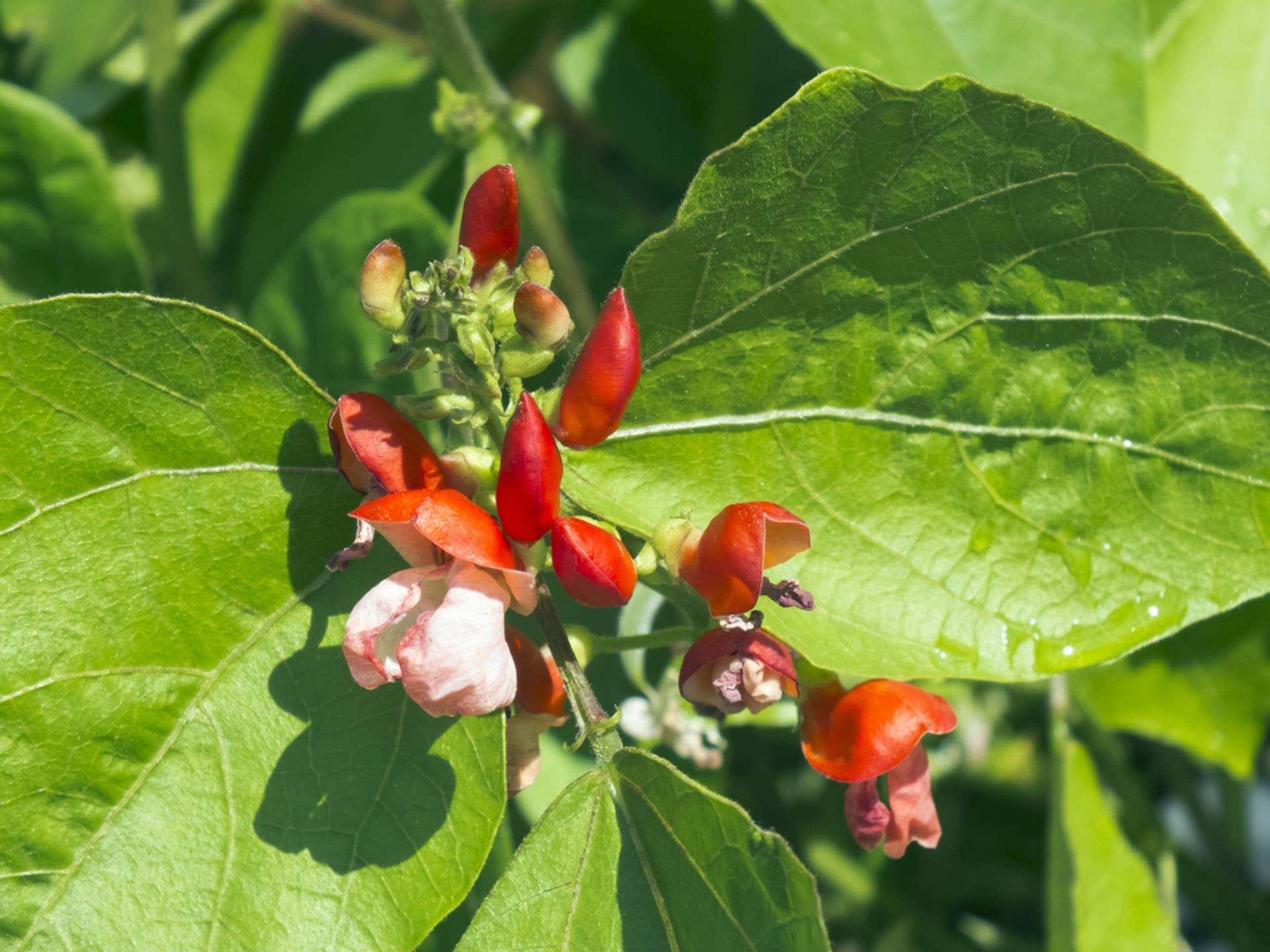 Fasola szkarłatna (Phaseolus coccineus)