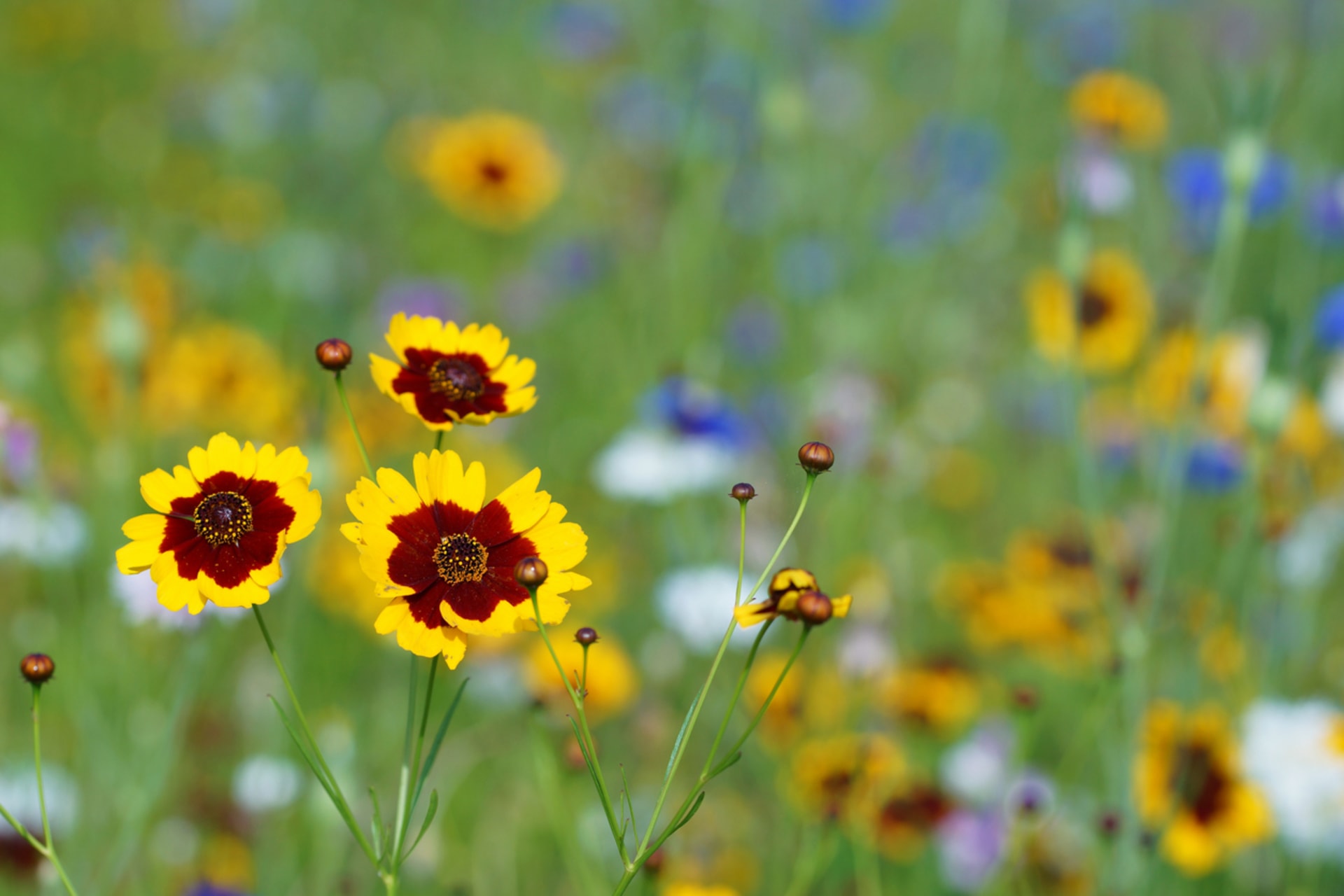 Coreopsis basalis