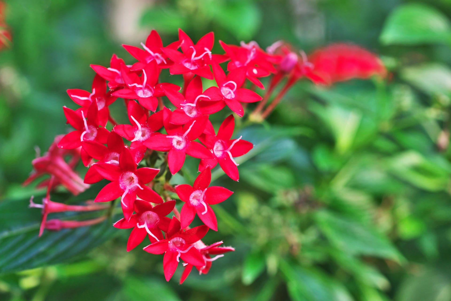 Pentas (Pentas lanceolata)