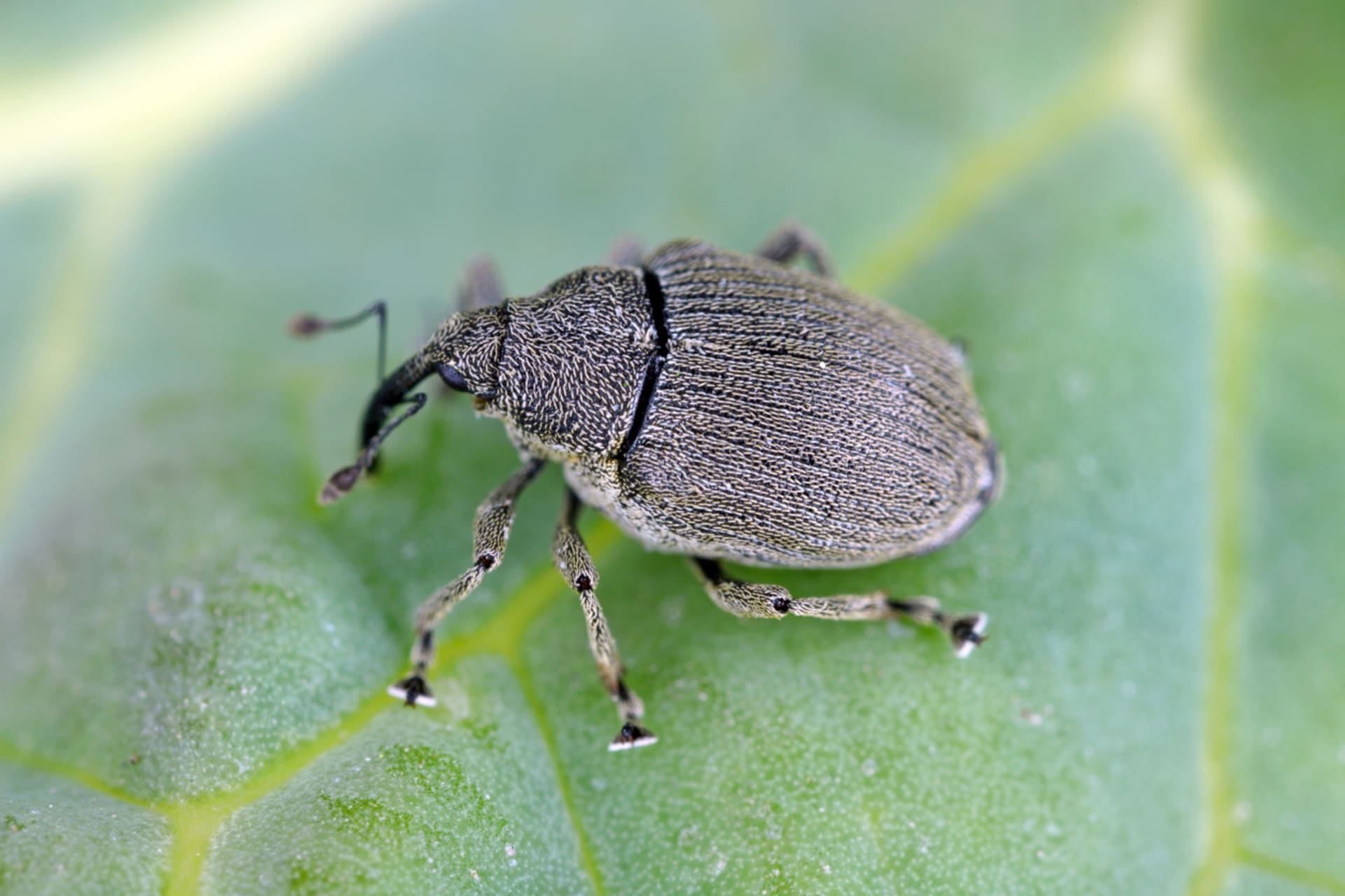 Ceutorhynchus assimilis (Ceutorhynchus assimilis)