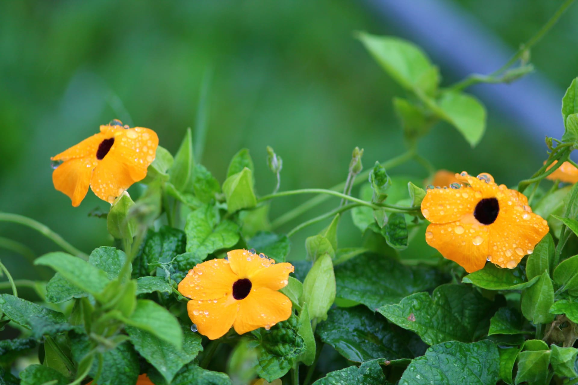 Zuzana czarnooka (Thunbergia alata)