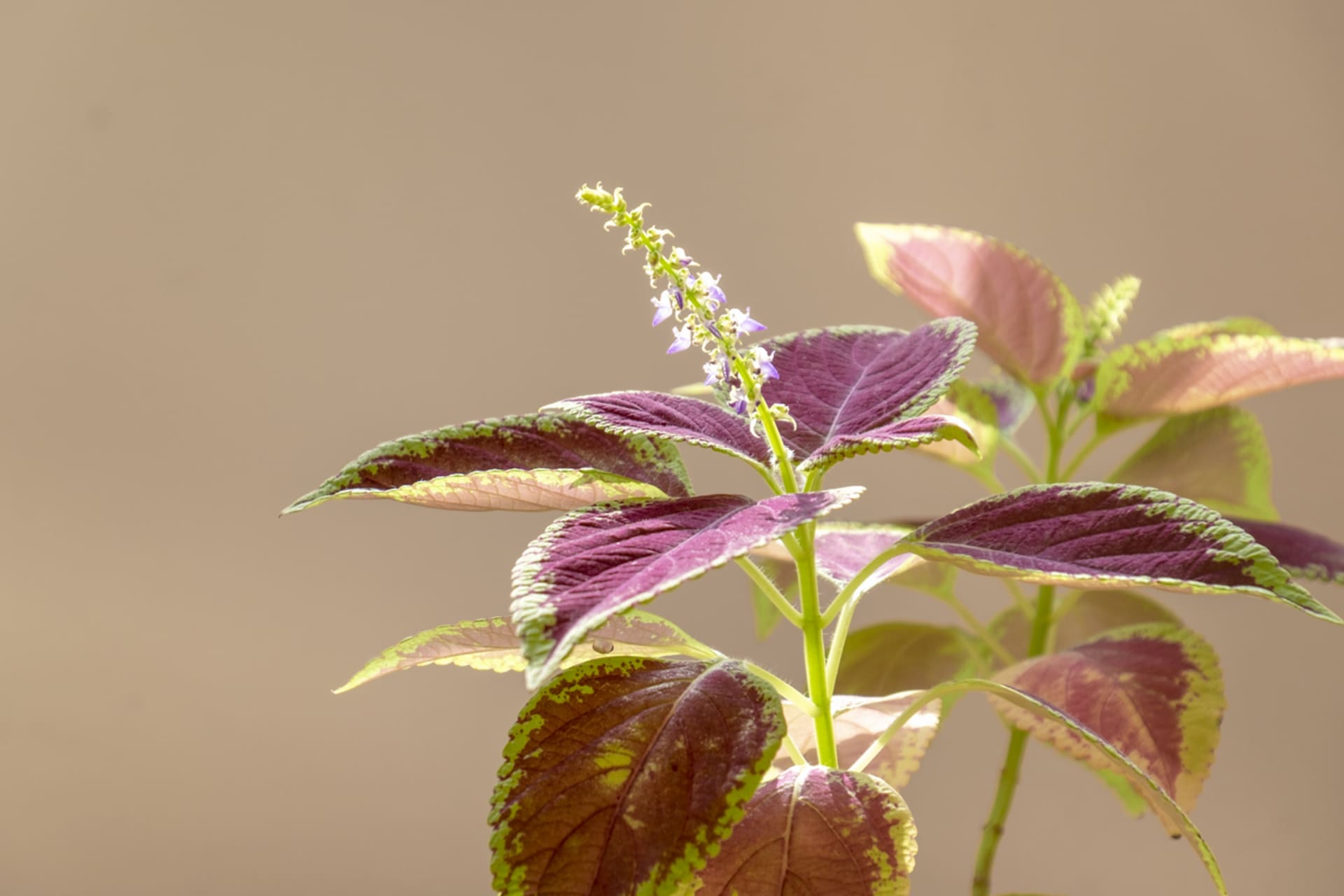 Pokrzywa afrykańska (Coleus x blumei) 