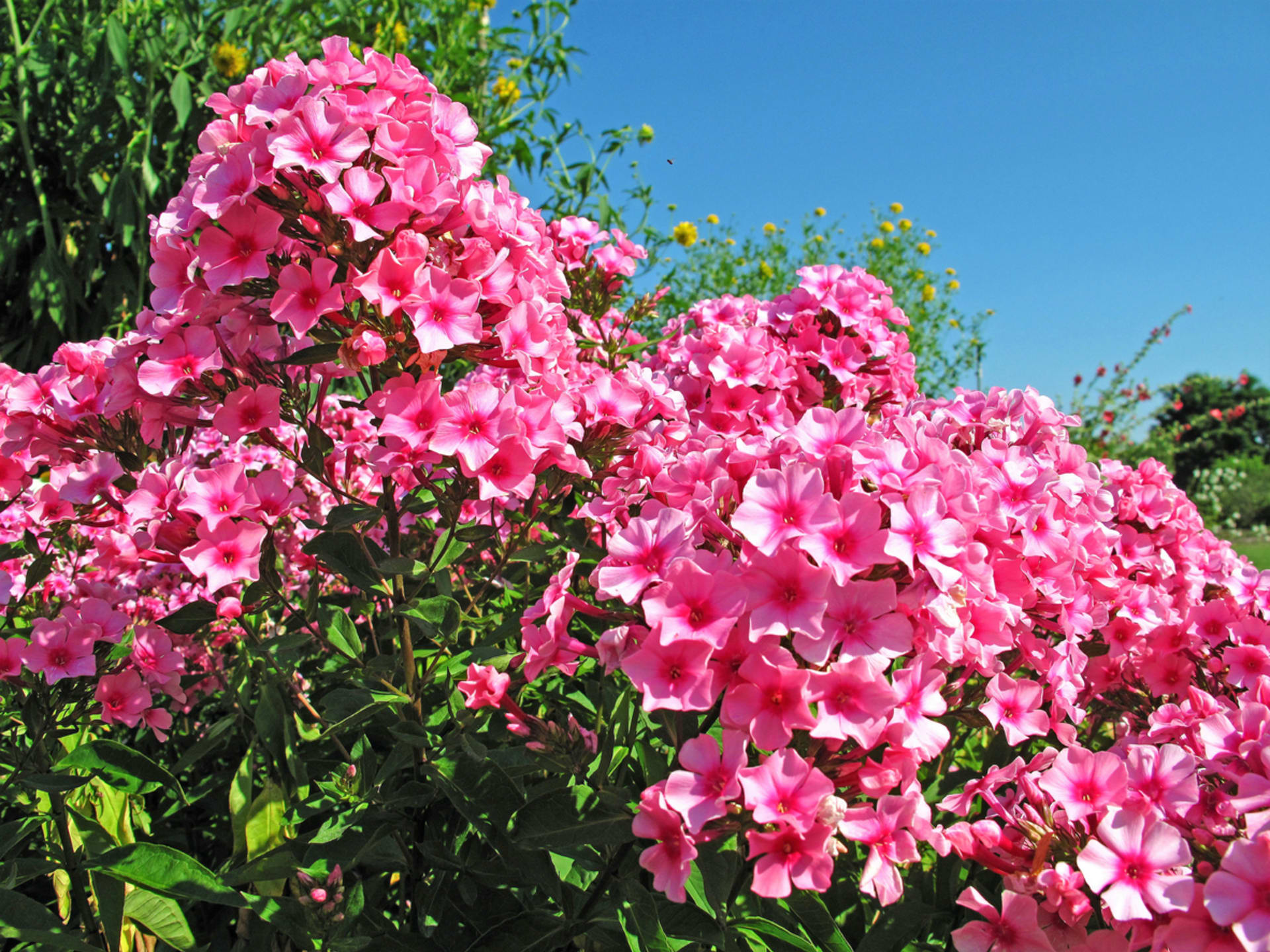 Wysoka wiechata (Phlox paniculata) tworzy kępy o wysokości około metra, które kwitną od lipca do września pachnącymi, szerokostożkowymi kwiatami w różnych odcieniach bieli, różu, czerwieni, błękitu i fioletu.