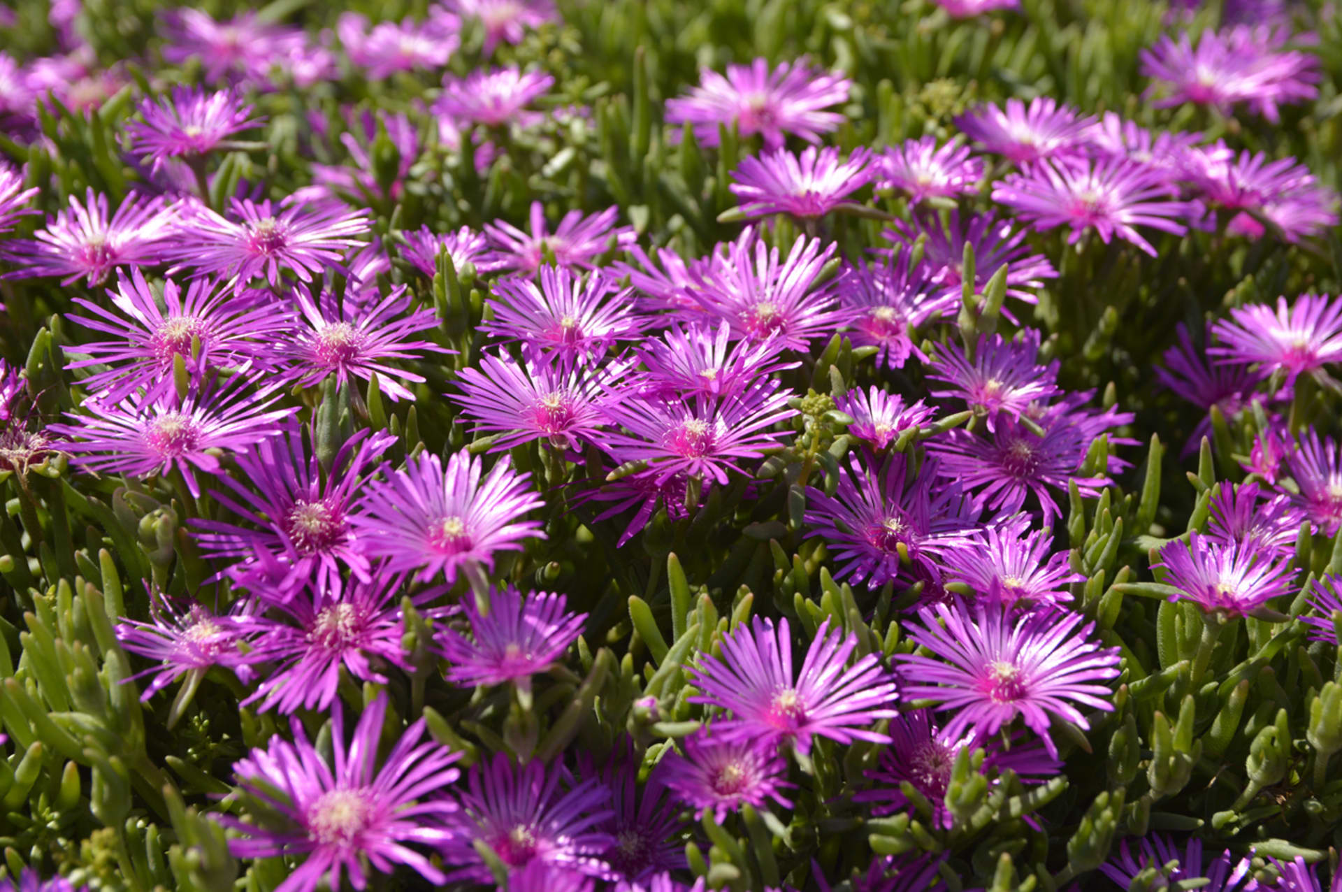 Delosperma (Delosperma)