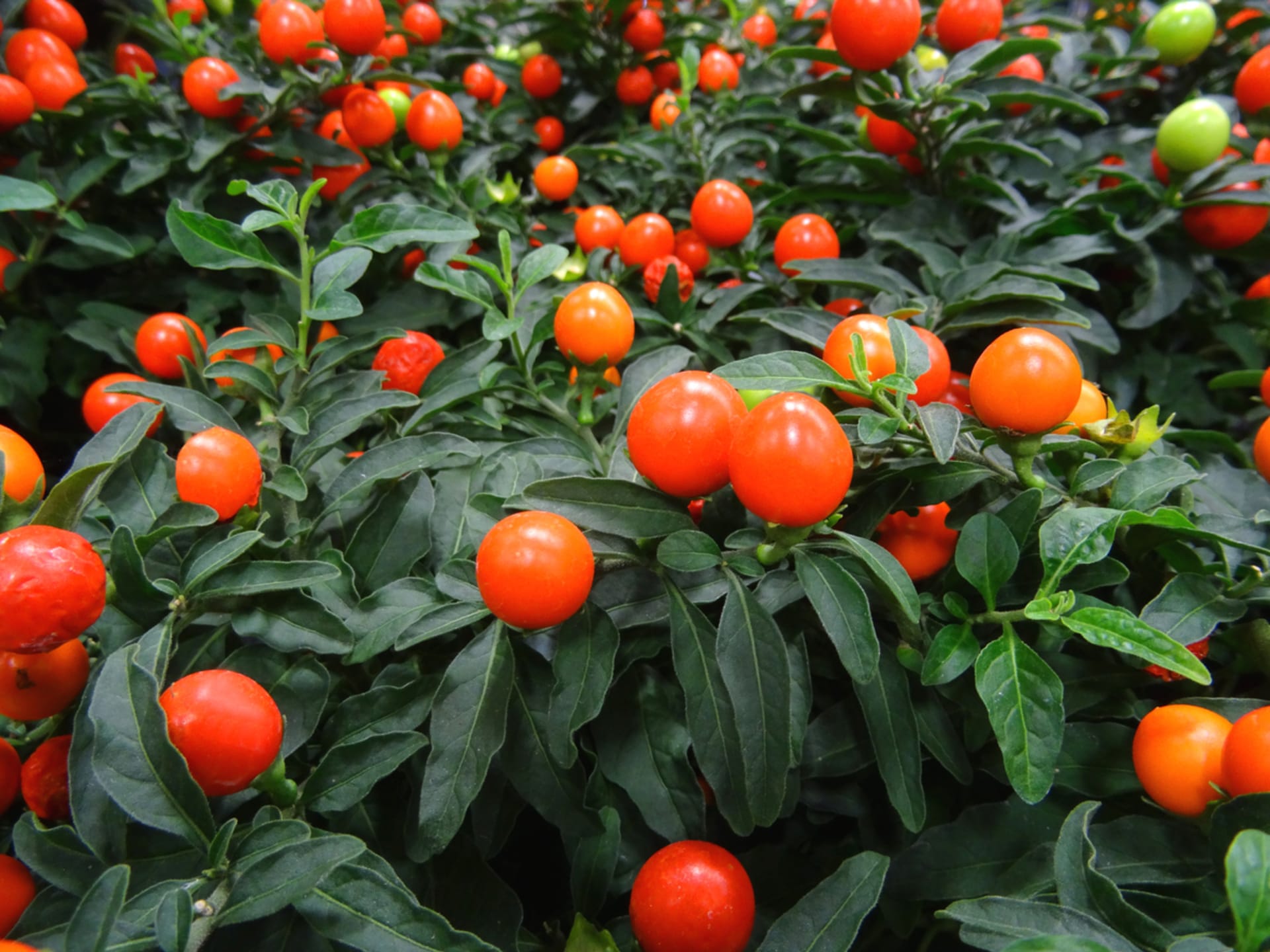 Bakłażan ozdobny (Solanum capsicastrum)