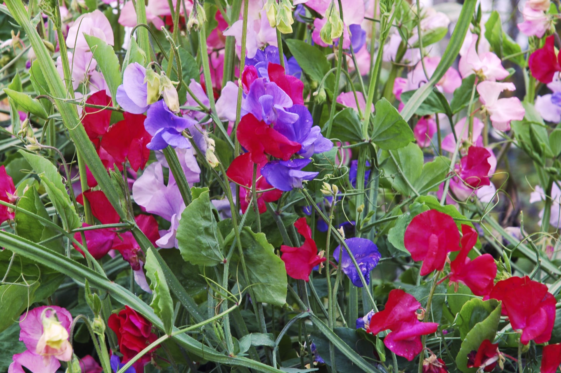 Groch Słodki (Lathyrus odoratus)