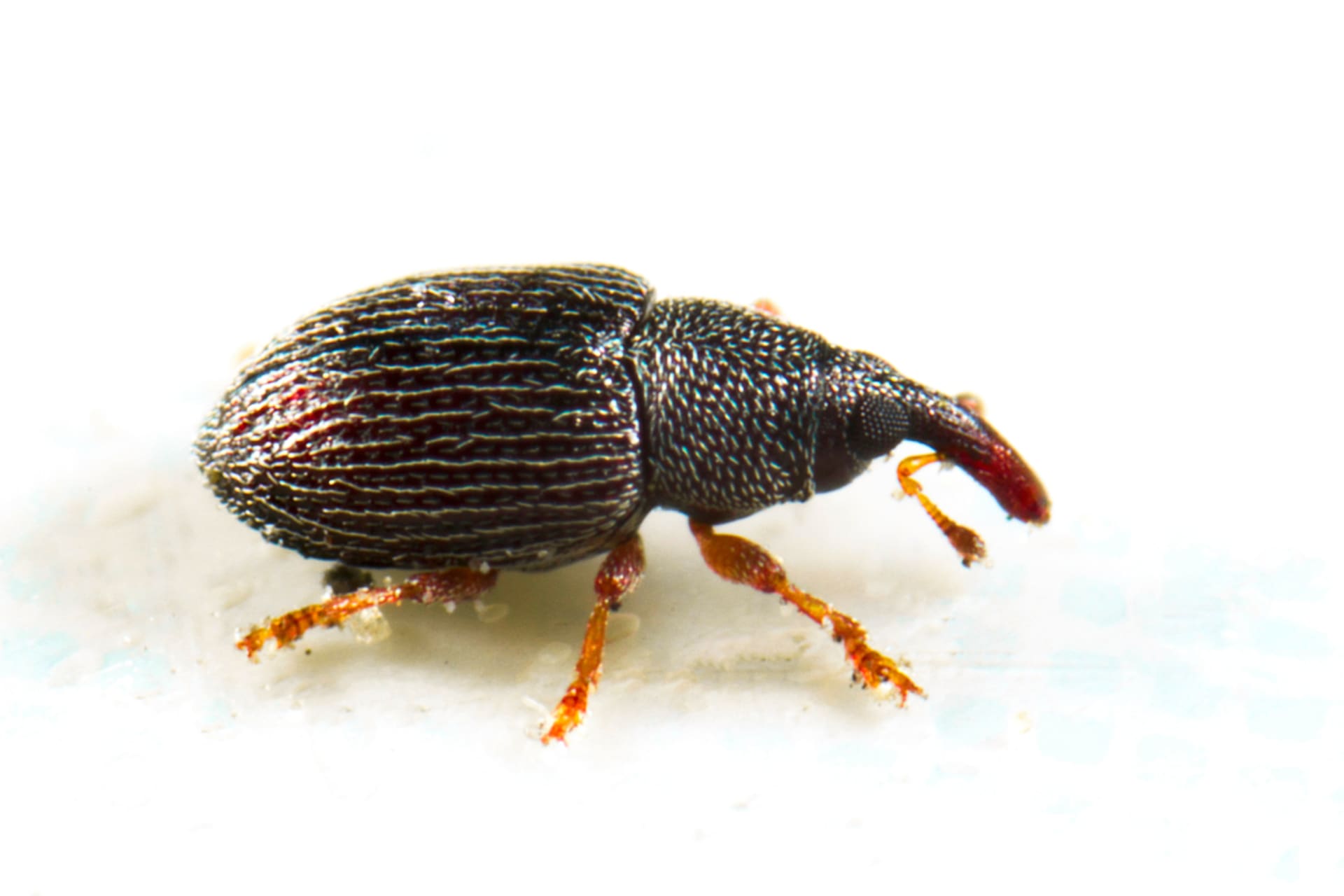 Czarny pilous (Sitophilus granarius)