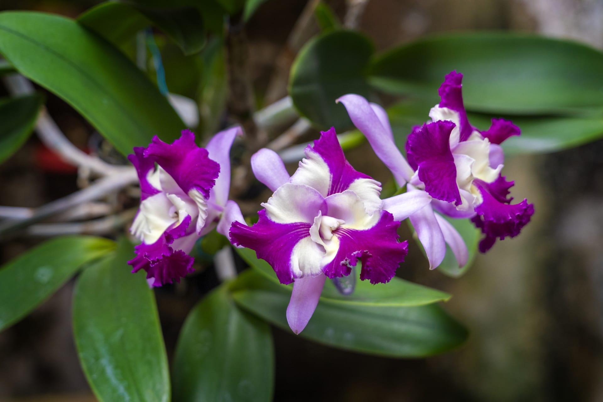 Orchidea hybrydowa Cattleya