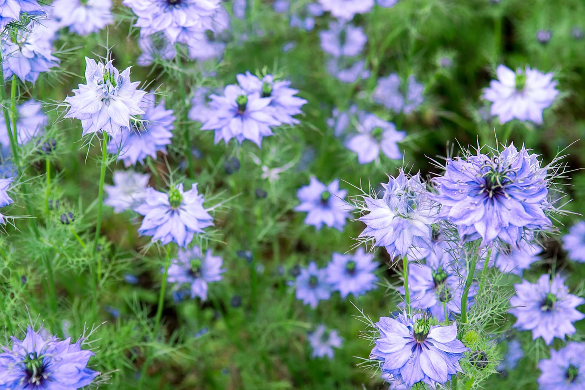 Nigella damascena (Nigella damascena)