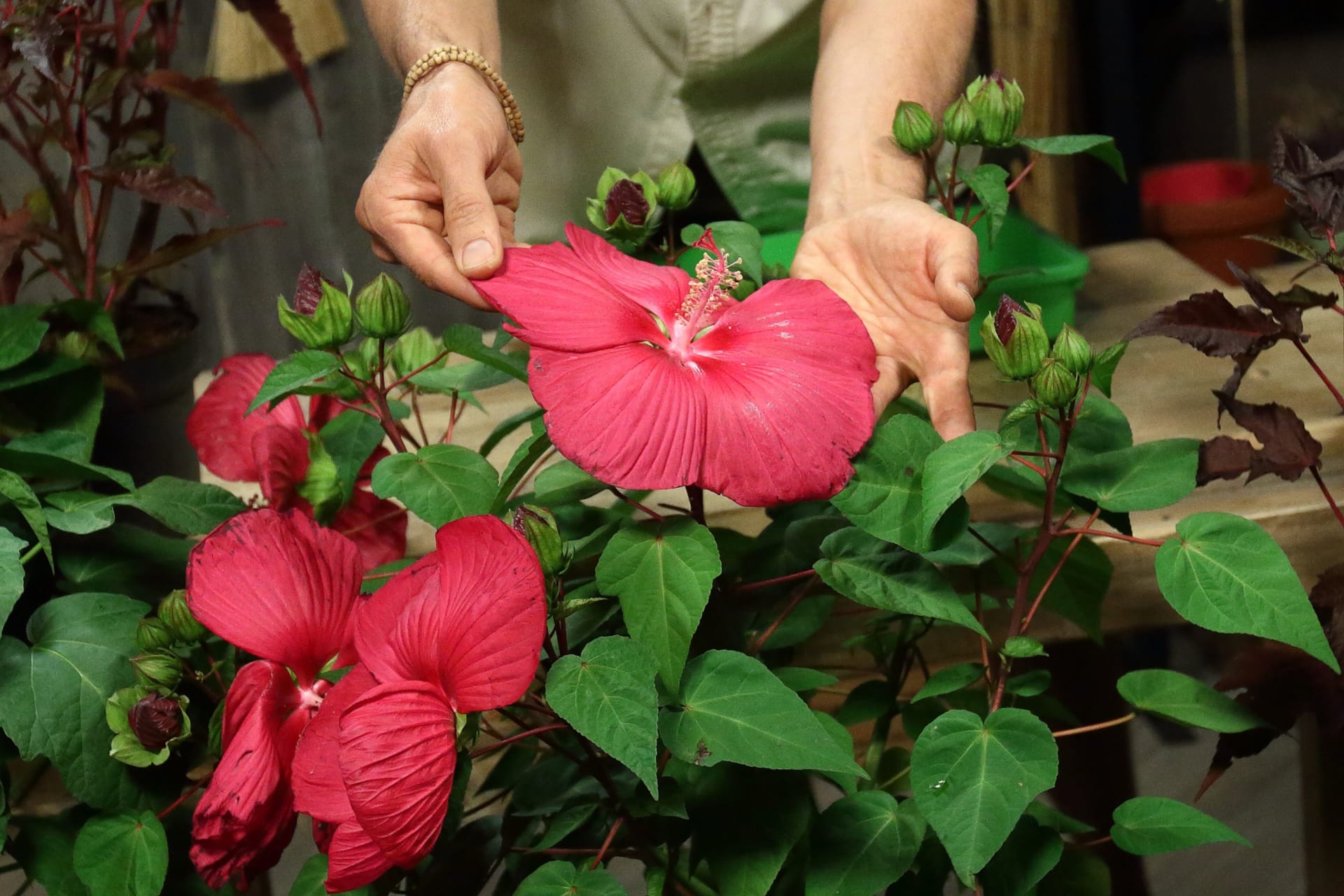 Hibiskus bagienny: Odporna piękność o egzotycznych kwiatach