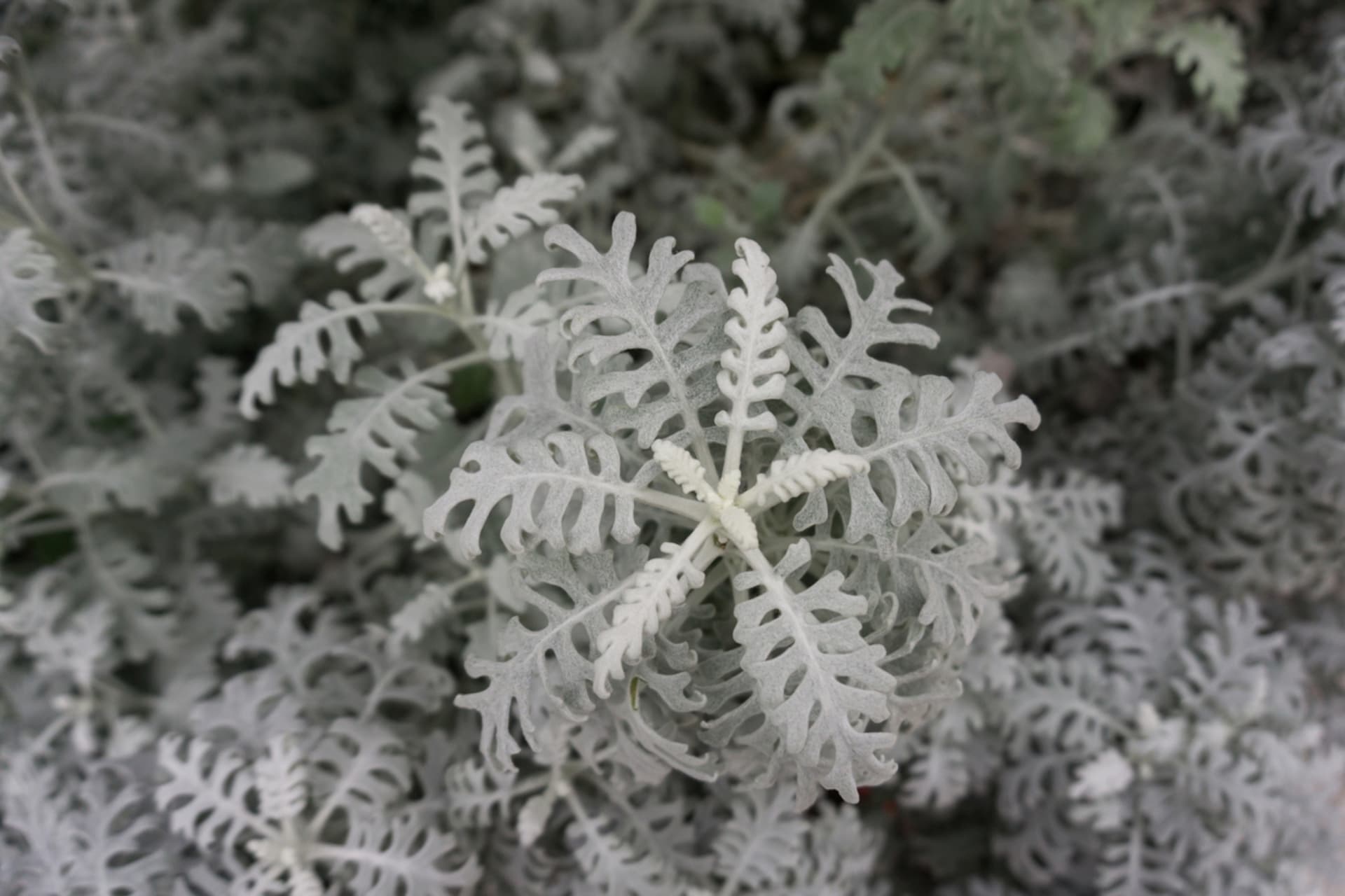 Stary człowiek (Senecio)