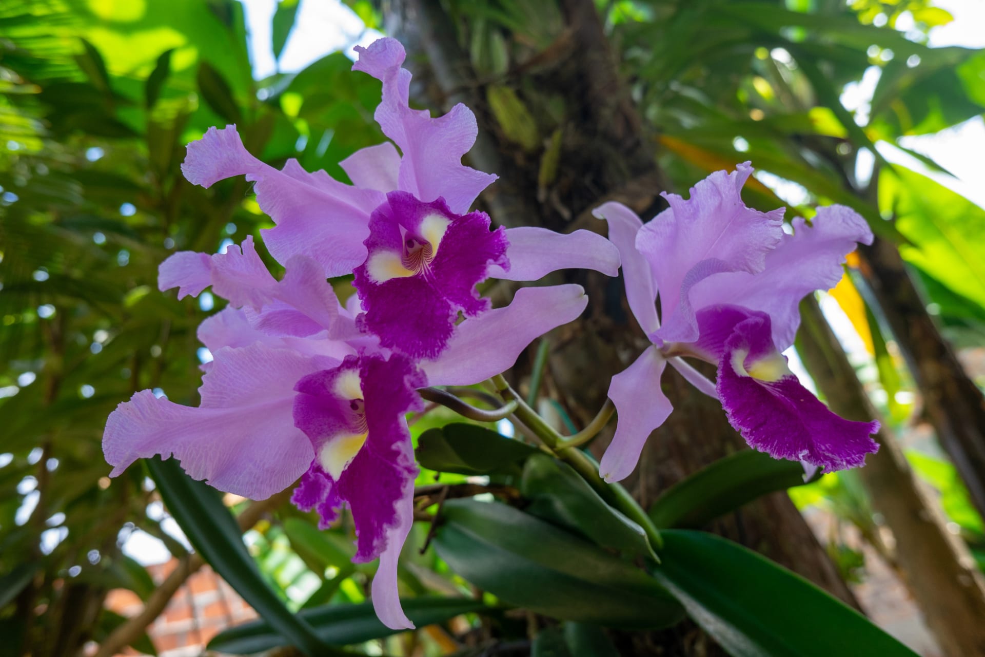 Cattleya trianae tradycyjny kwiat Kolumbii  