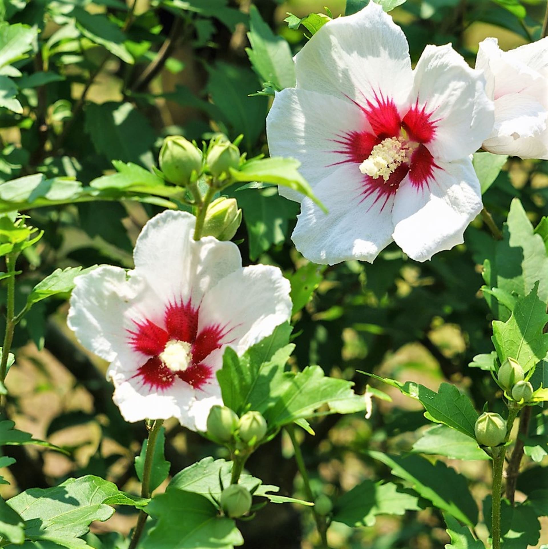 W naszych warunkach najlepiej radzi sobie liściasty hibiskus syryjski (Hibiscus syriacus), bardzo ciekawy krzew ozdobny pochodzący z Azji. 