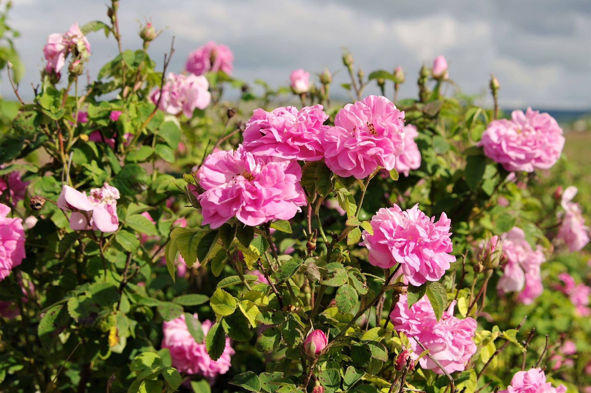 Róża damasceńska (Rosa damascena), zwana także damasceńską, turecką lub bułgarską, zawiera olejki eteryczne, które były używane od wieków ze względu na ich działanie łagodzące, przeciwbakteryjne i przeciwzapalne. 