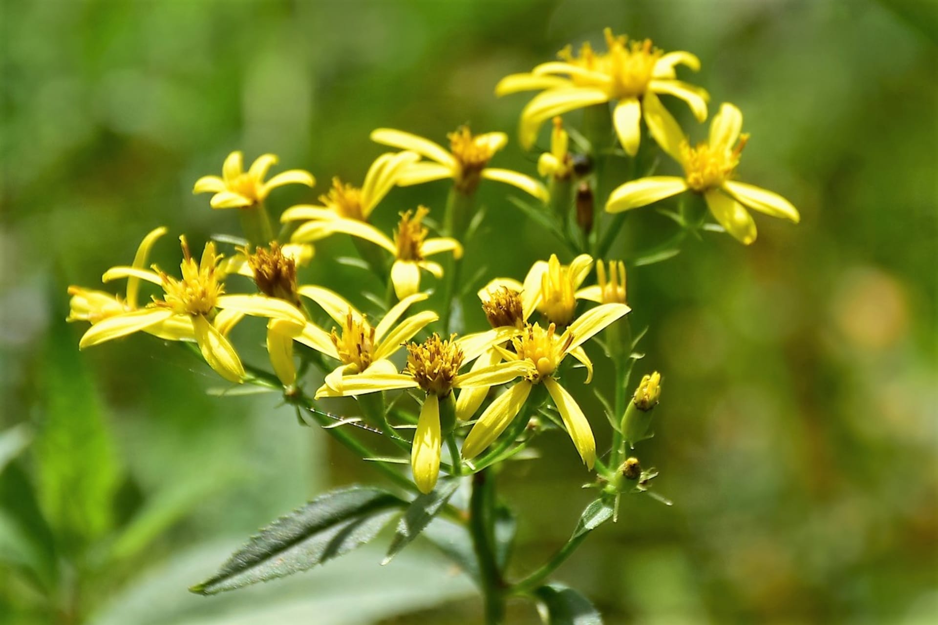 Senecio fuchsii (Senecio fuchsii) lub Senecio ovatus, popularnie znane jako cyklol lub machlin, to wieloletnie aromatyczne zioło dorastające do 150 cm wysokości.