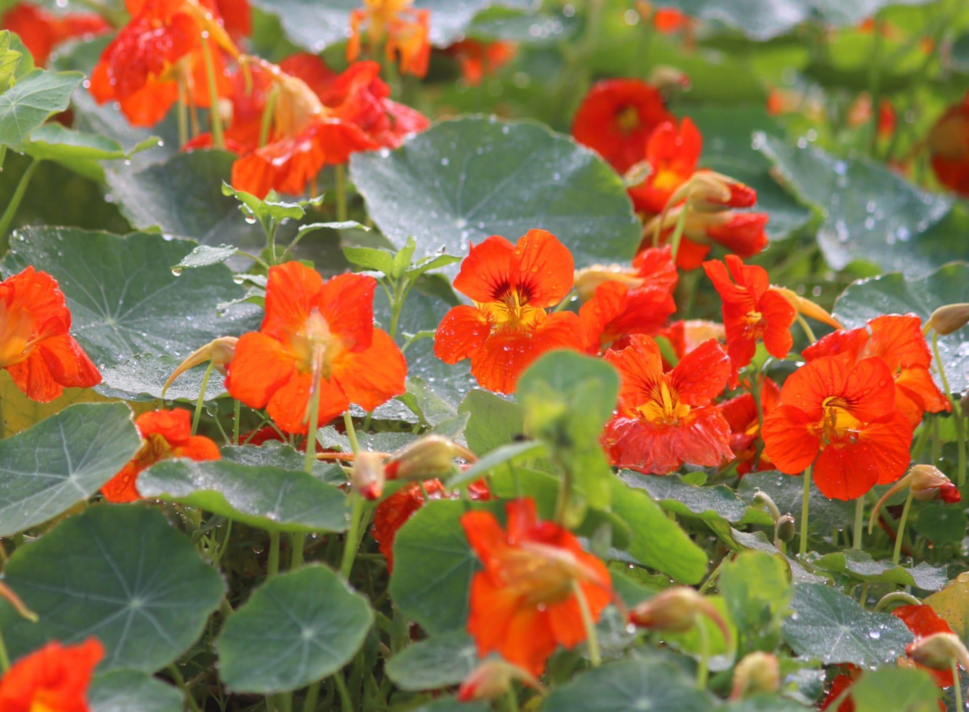 Tropaeolum majus (Tropaeolum majus)