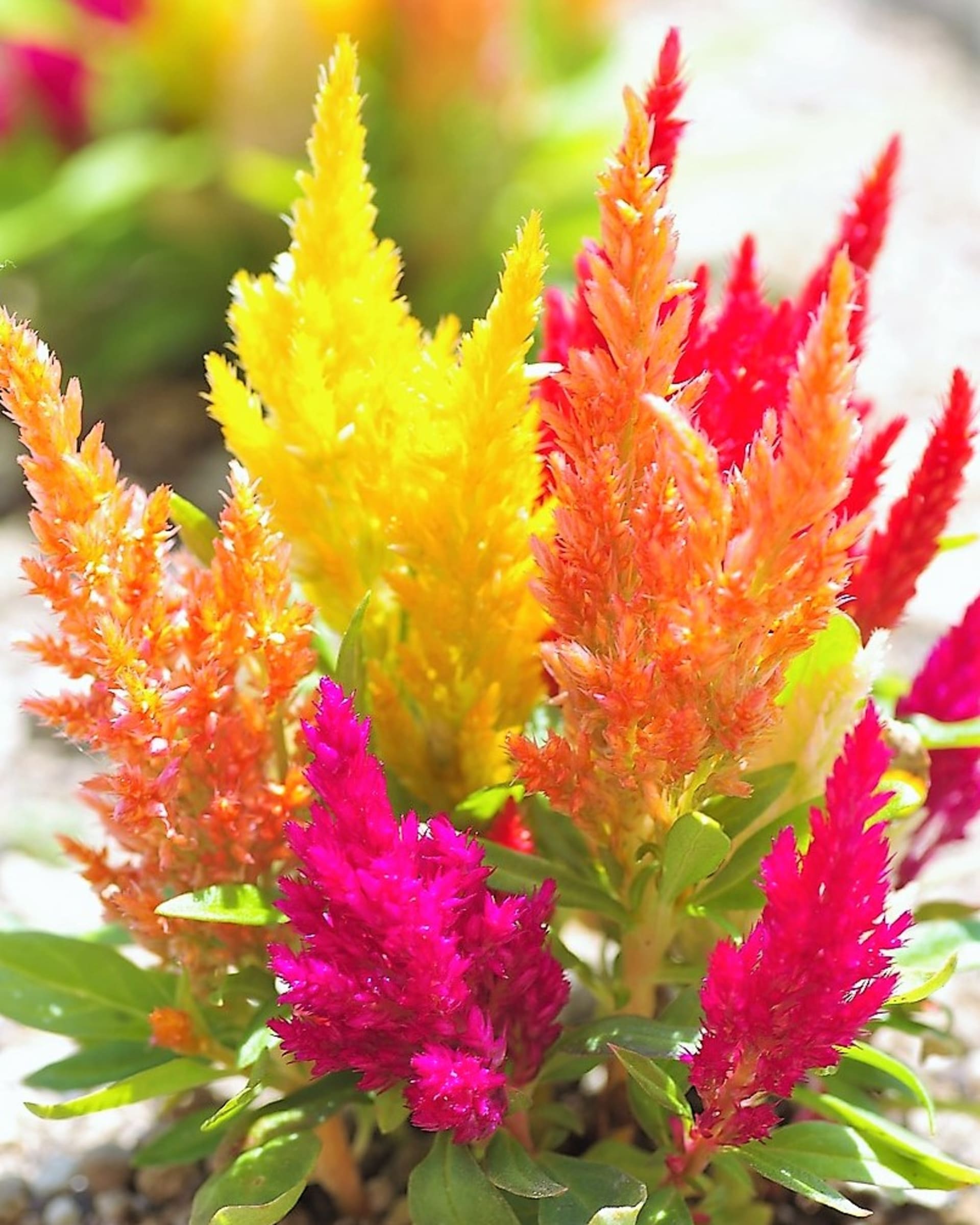 Celozja (Celosia) to roślina o wysokości od 30 do 50 cm, która pochodzi z tropikalnych regionów Afryki, Ameryki i Azji. 