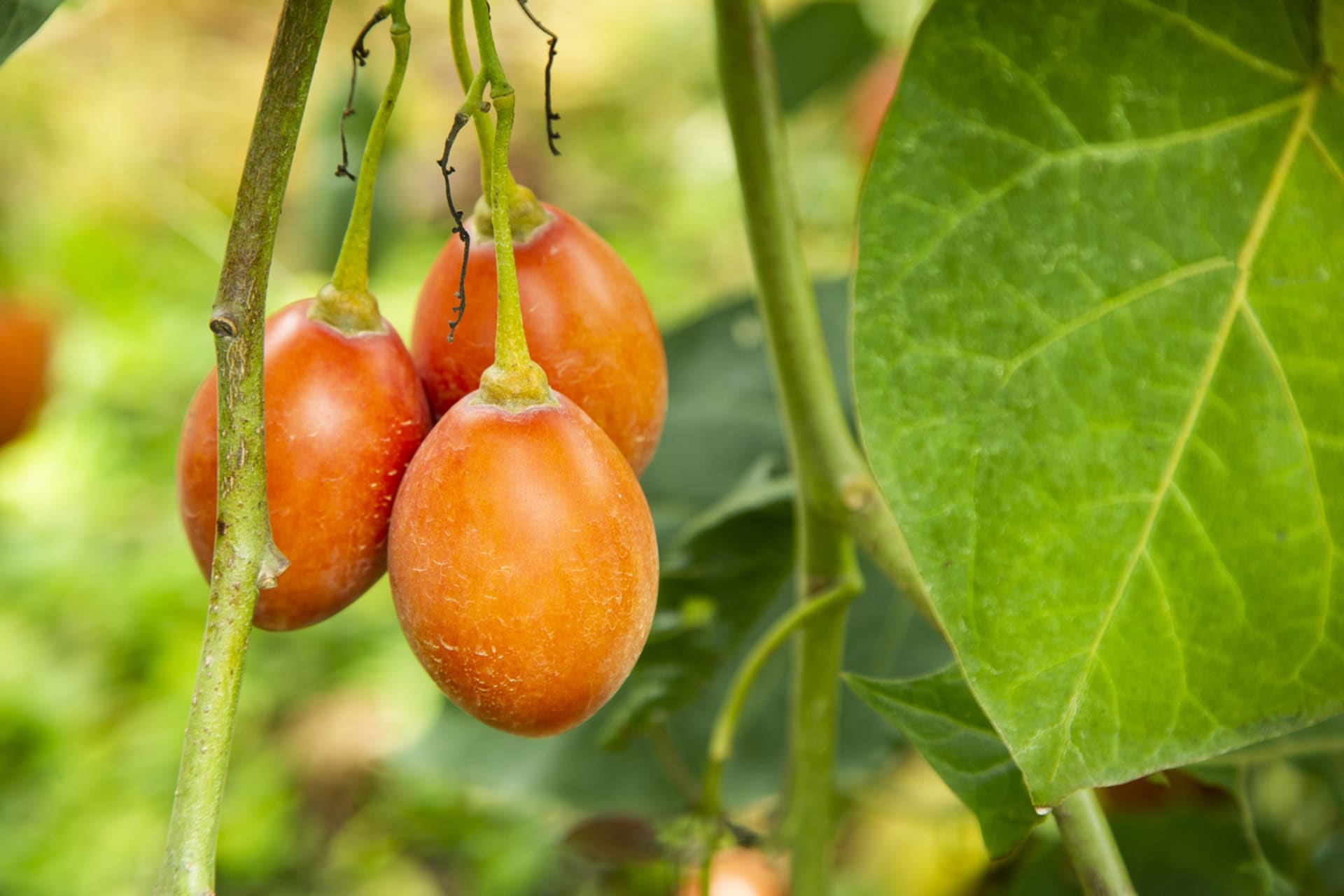 Pomidor bakłażanowy, pomidor buraczany, tamarillo, pomidor drzewiasty (Silanum betaceum)