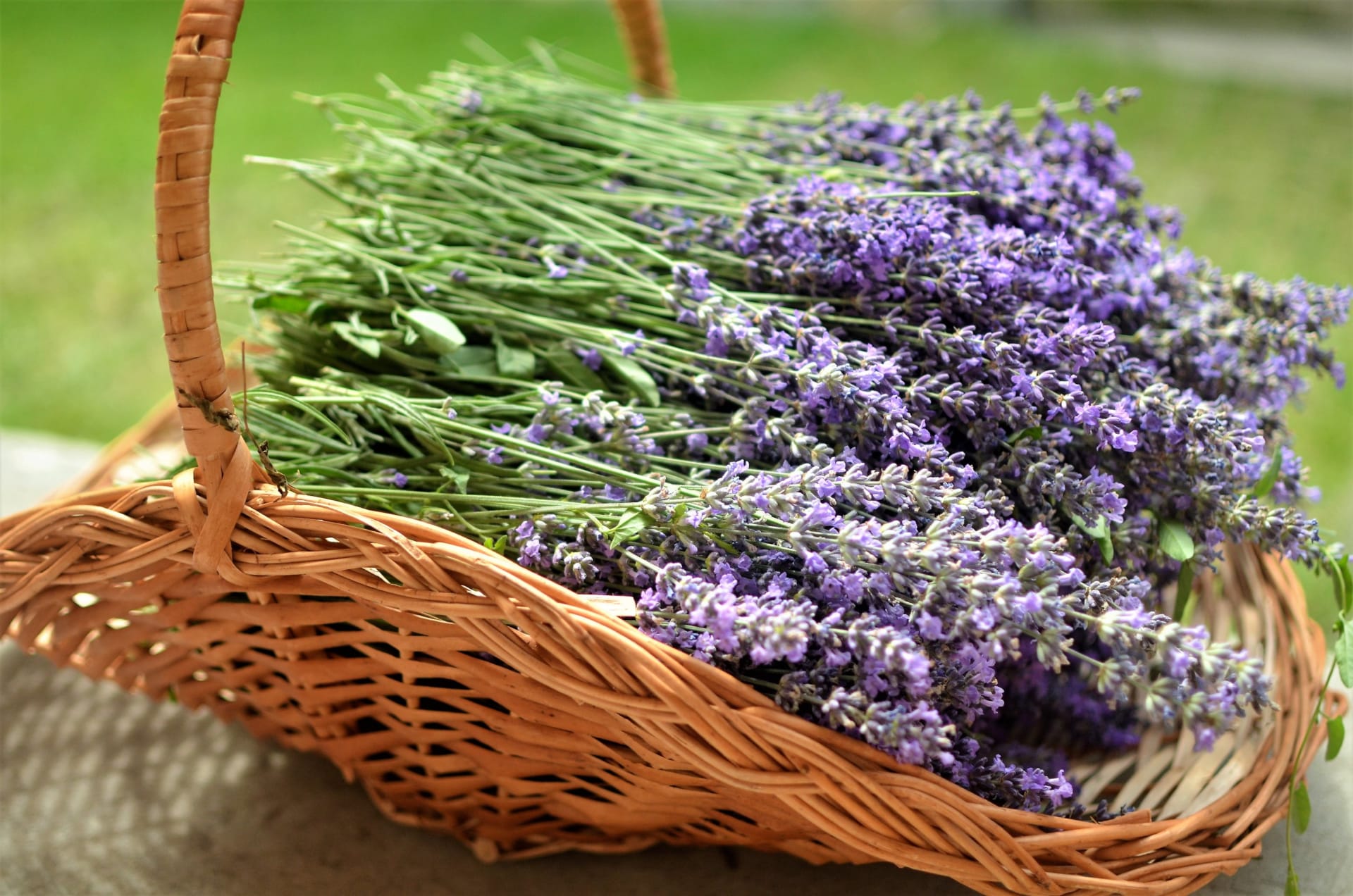 Lawenda (Lavandula) to aromatyczna roślina lecznicza z rodziny jasnotowatych