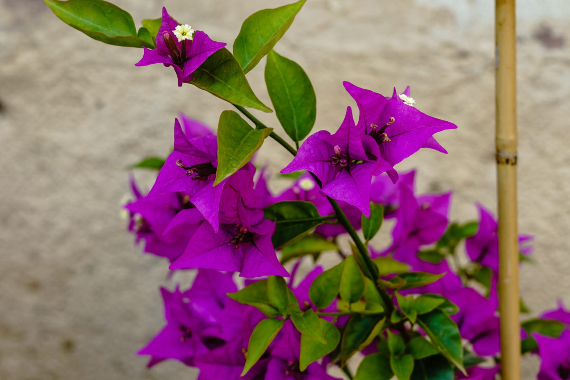 Bougainvillea (Bougainvillea)