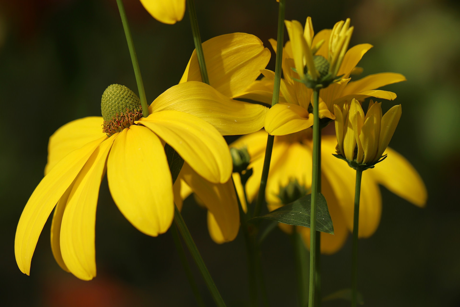 Szyszka (Rudbeckia)