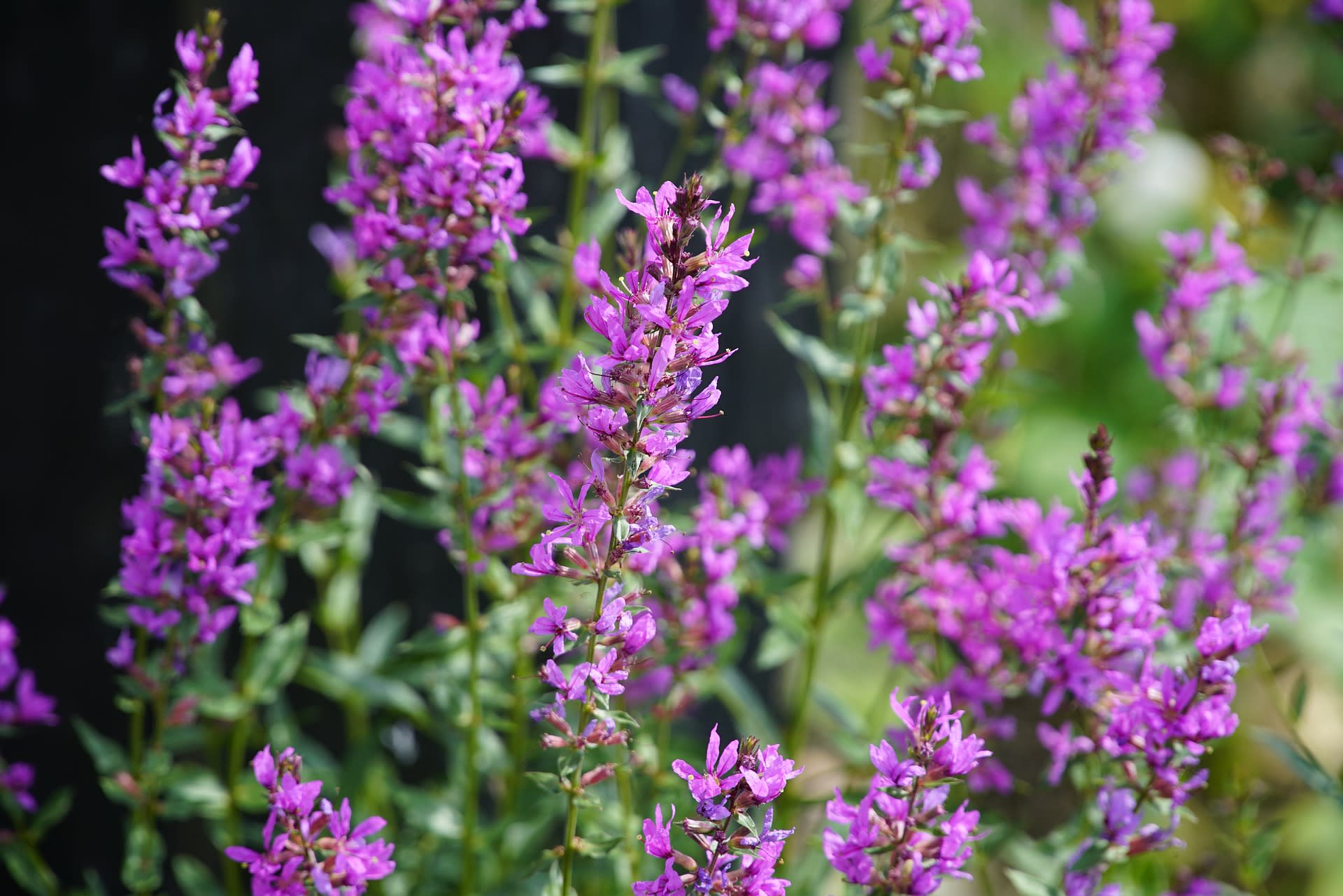 Lythrum salicaria (Lythrum salicaria)