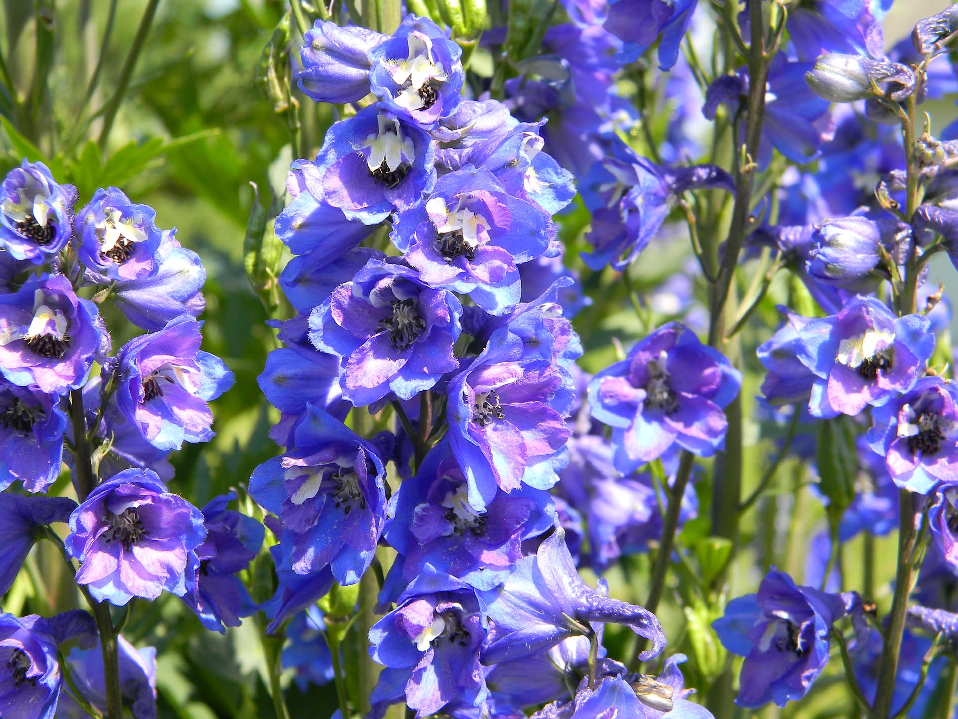 Delphinium (Ostróżka)