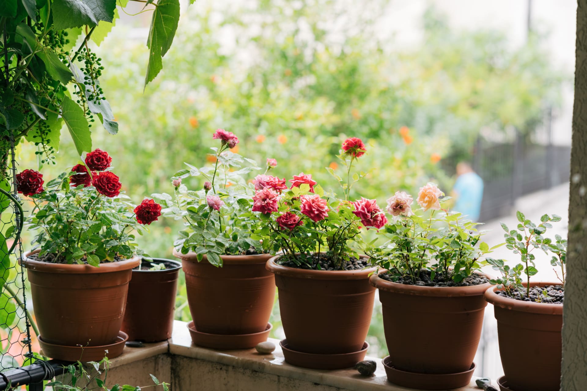 Mini róże można także uprawiać na balkonie, ale należy je sadzić w większych doniczkach