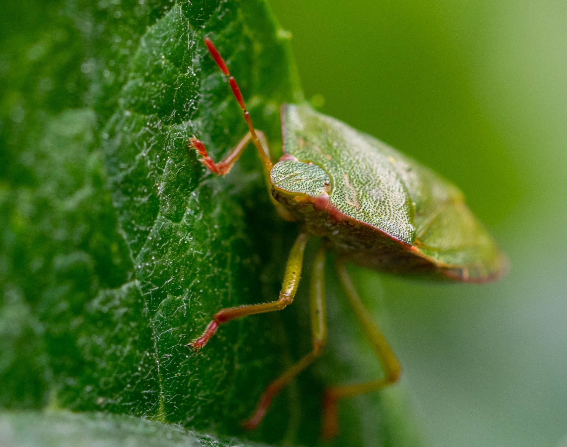 Zielona kapłanka (Palomena viridissima)