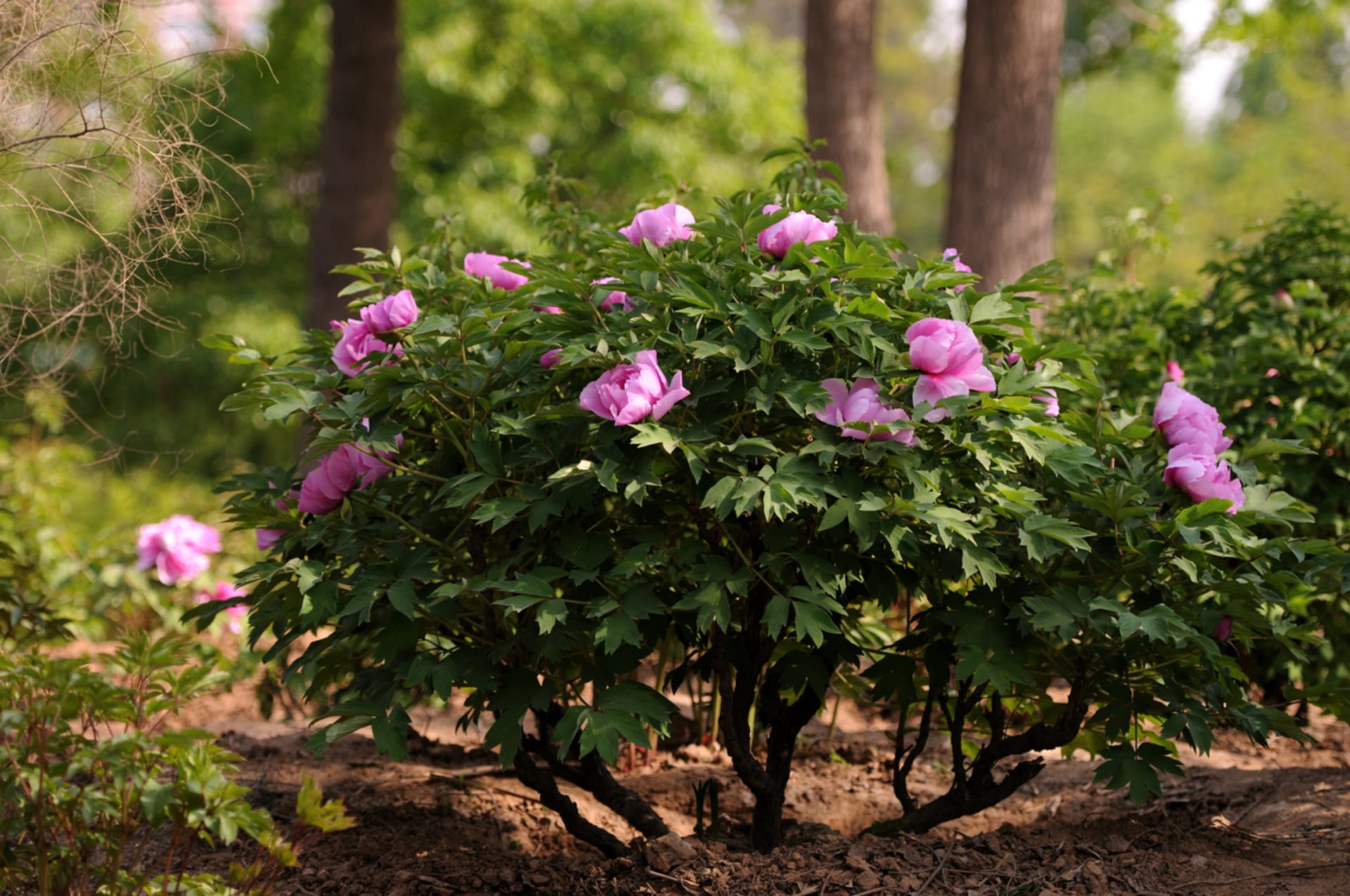 Piwonia drzewna (Paeonia suffruticosa) 