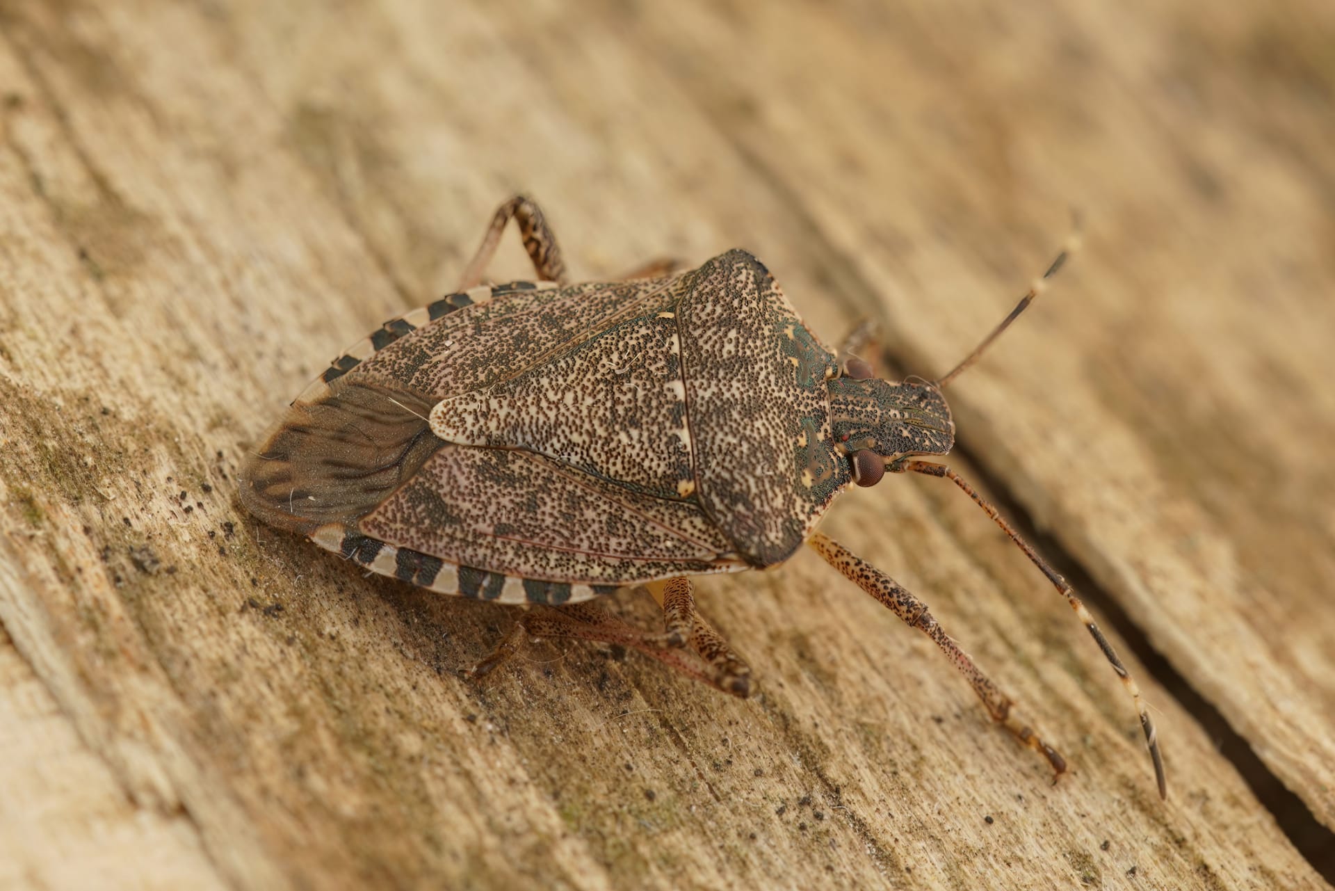 Marmurkowa Kapłanka (Halyomorpha halys)