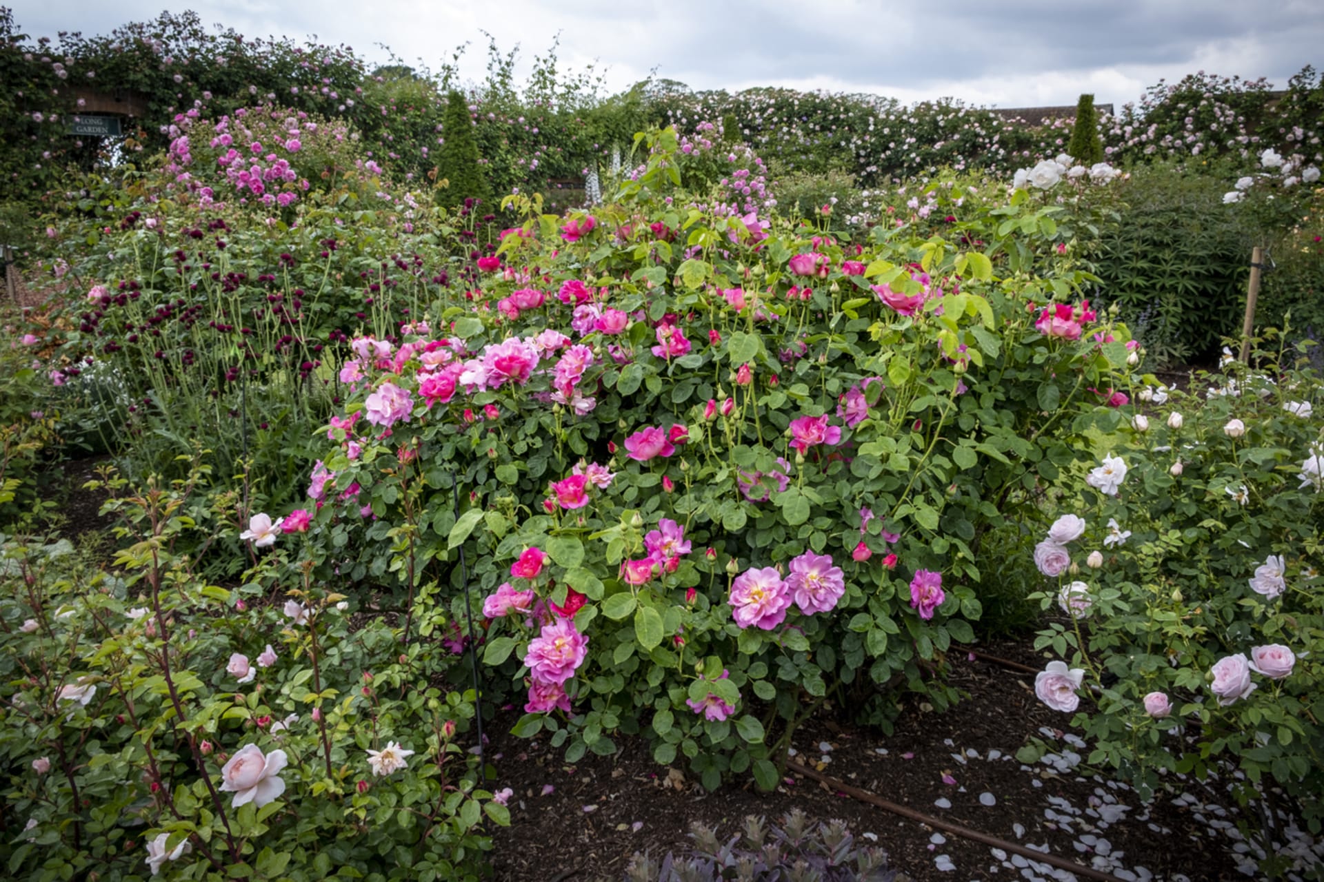 Ogród różany Davida Austina English Bush, Albrighton