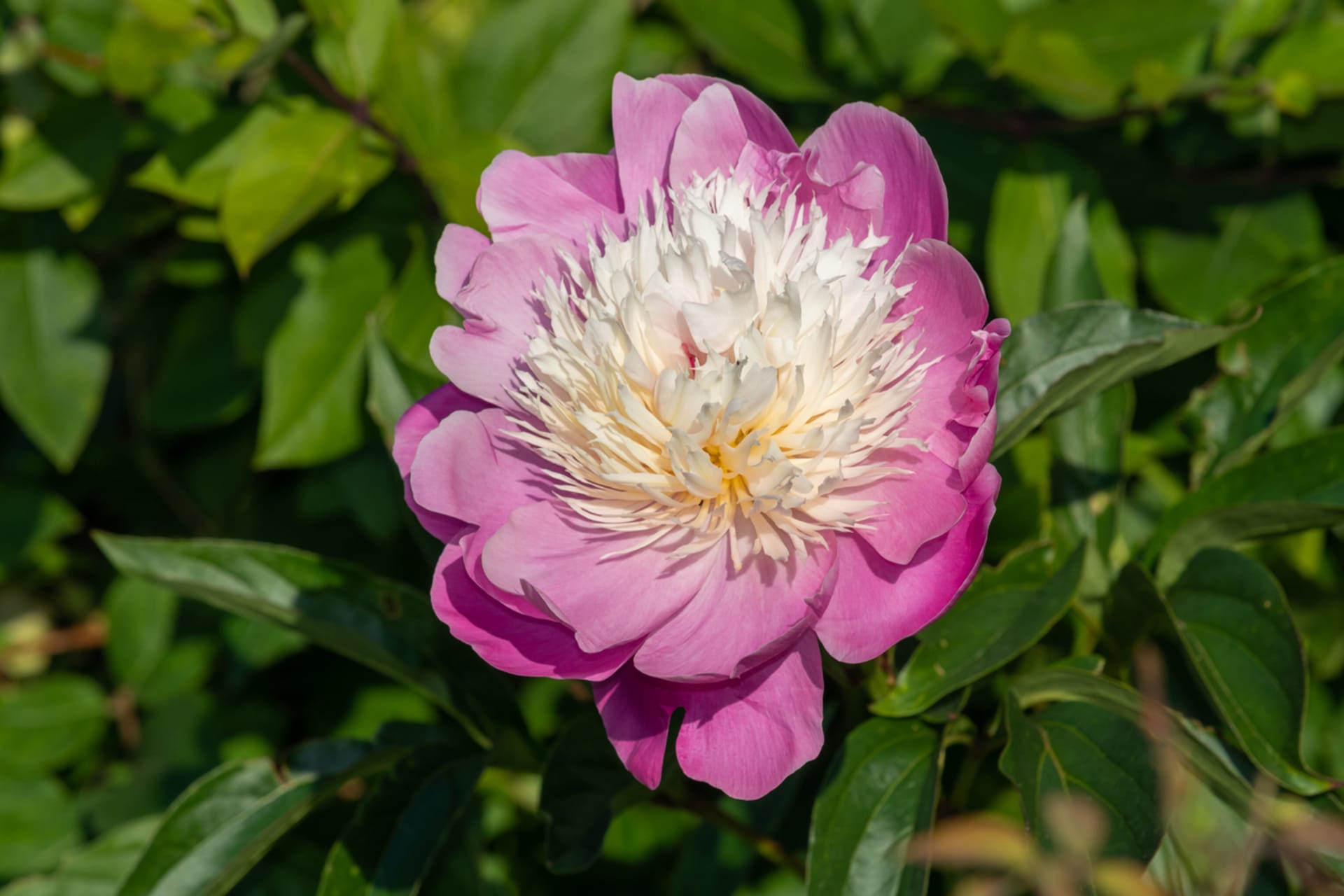 Piwonia chińska (Paeonia lactiflora) 