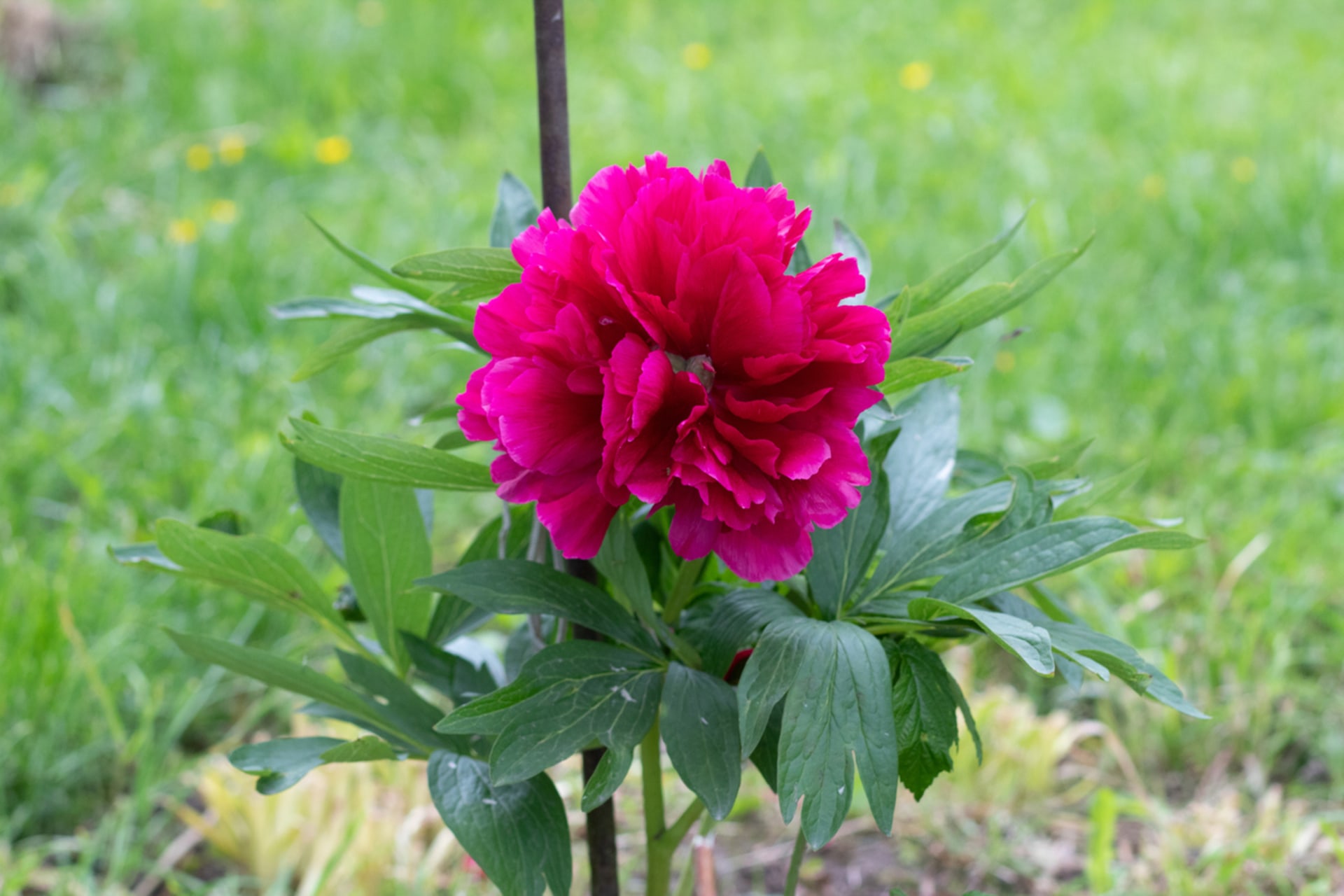 Piwonia (Paeonia officinalis) 