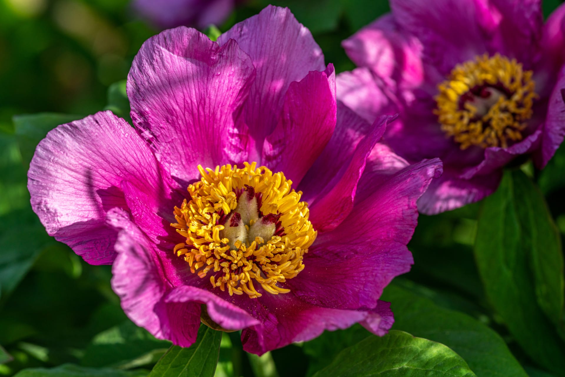 Piwonia chińska (Paeonia lactiflora) 