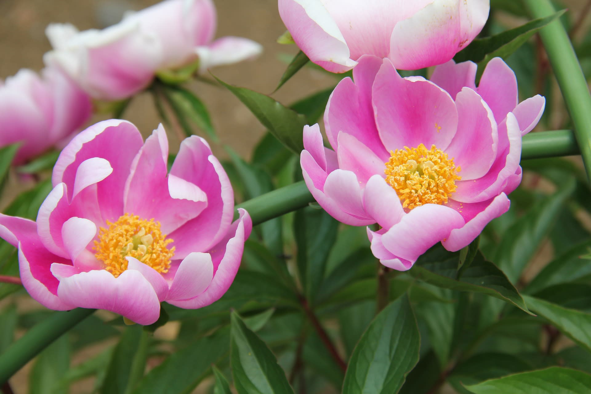 Piwonia (Paeonia)