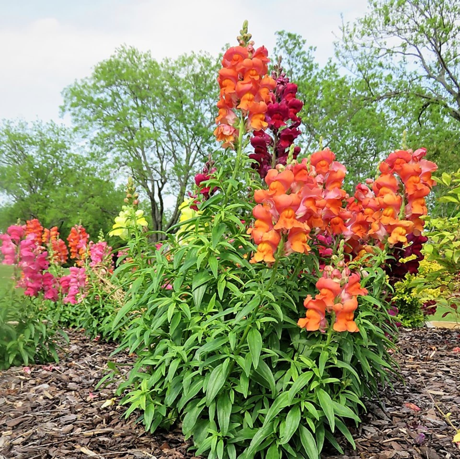 W Europie halibut uprawiany jest od ok. XVI w., udomowiono tu halibuta większego (Antirrhinum majus)