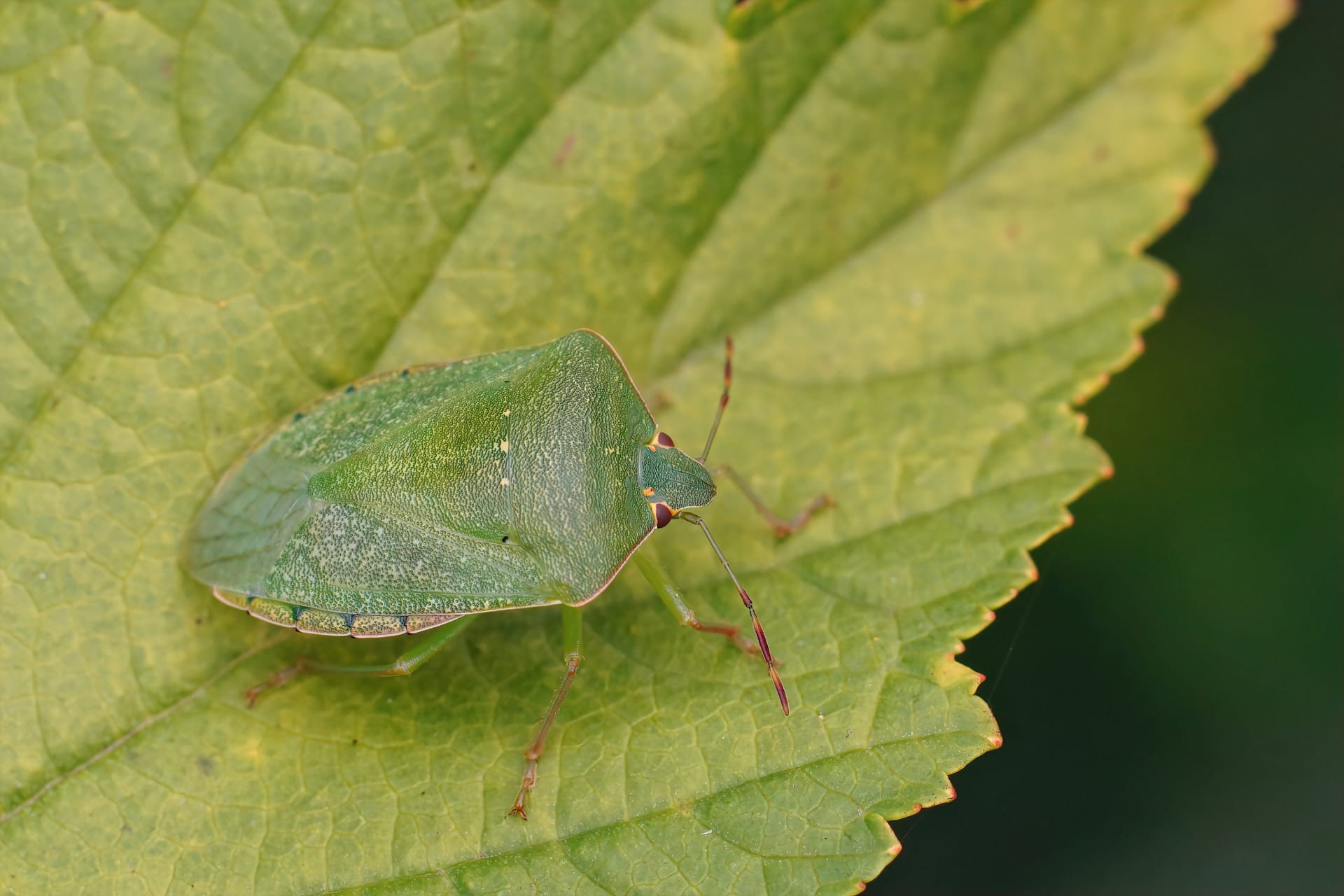 Kapłanka warzywna (Nezara viridula)