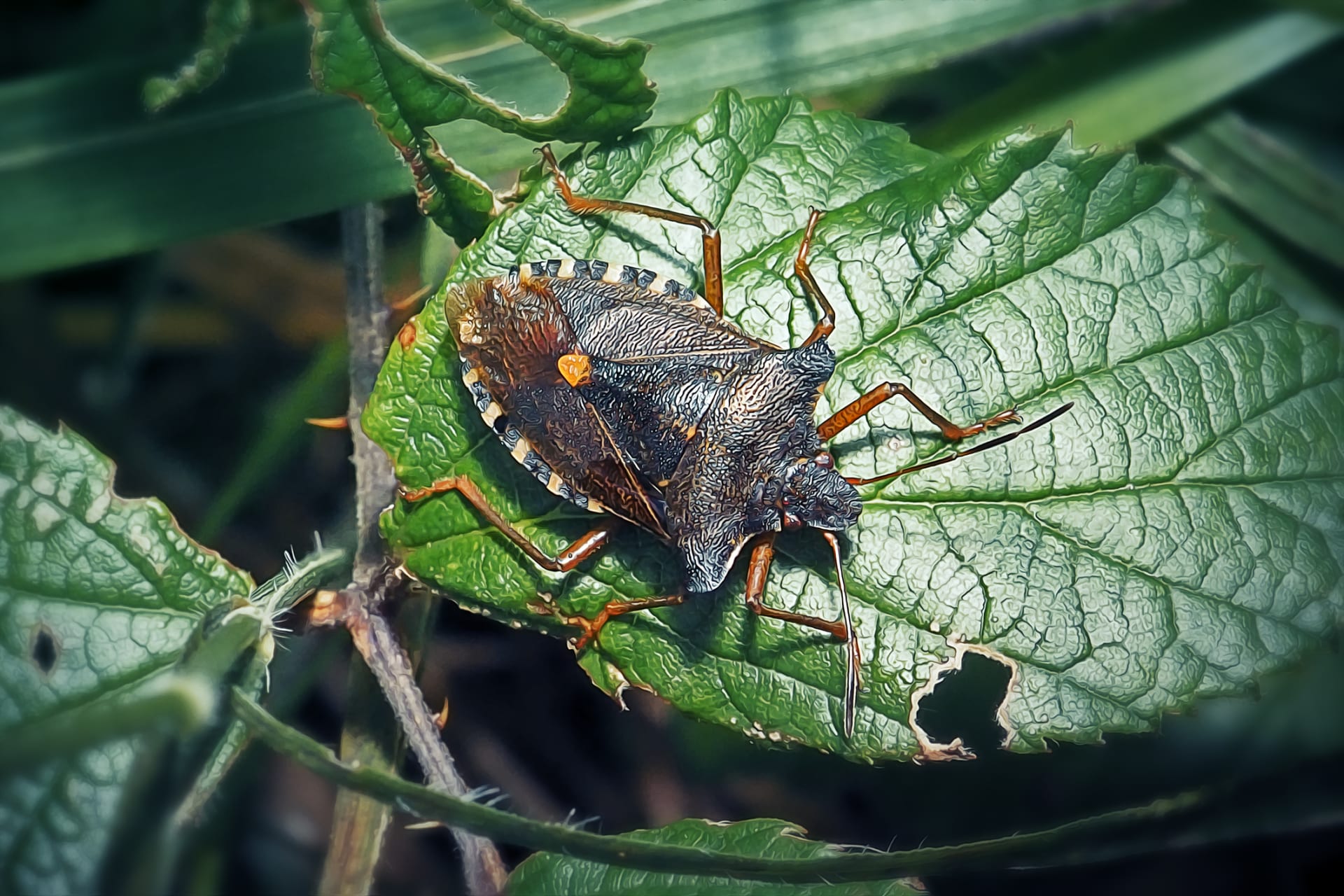 Kapłanka czerwononoga (Pentatoma rufipes)