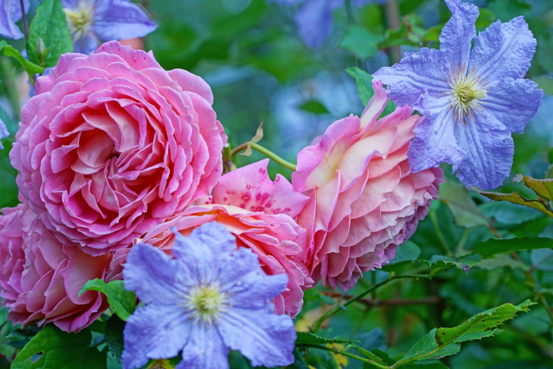 Powojnik, powojnik (Clematis)