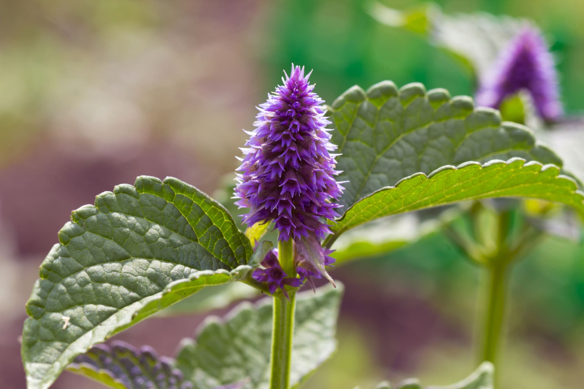 Miodowy i pyszny agastache