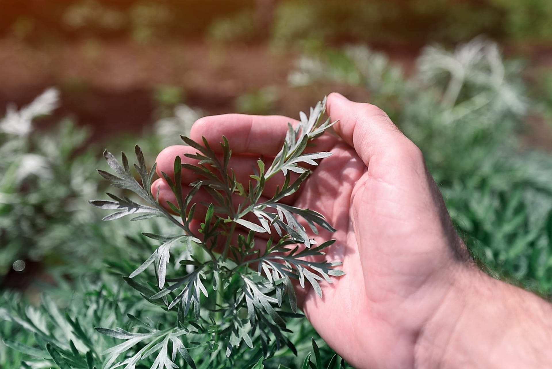 Piołun (Artemisia absinthium) ma wyraźnie gorzki smak, który może nas zaskoczyć już przy pierwszym użyciu. 