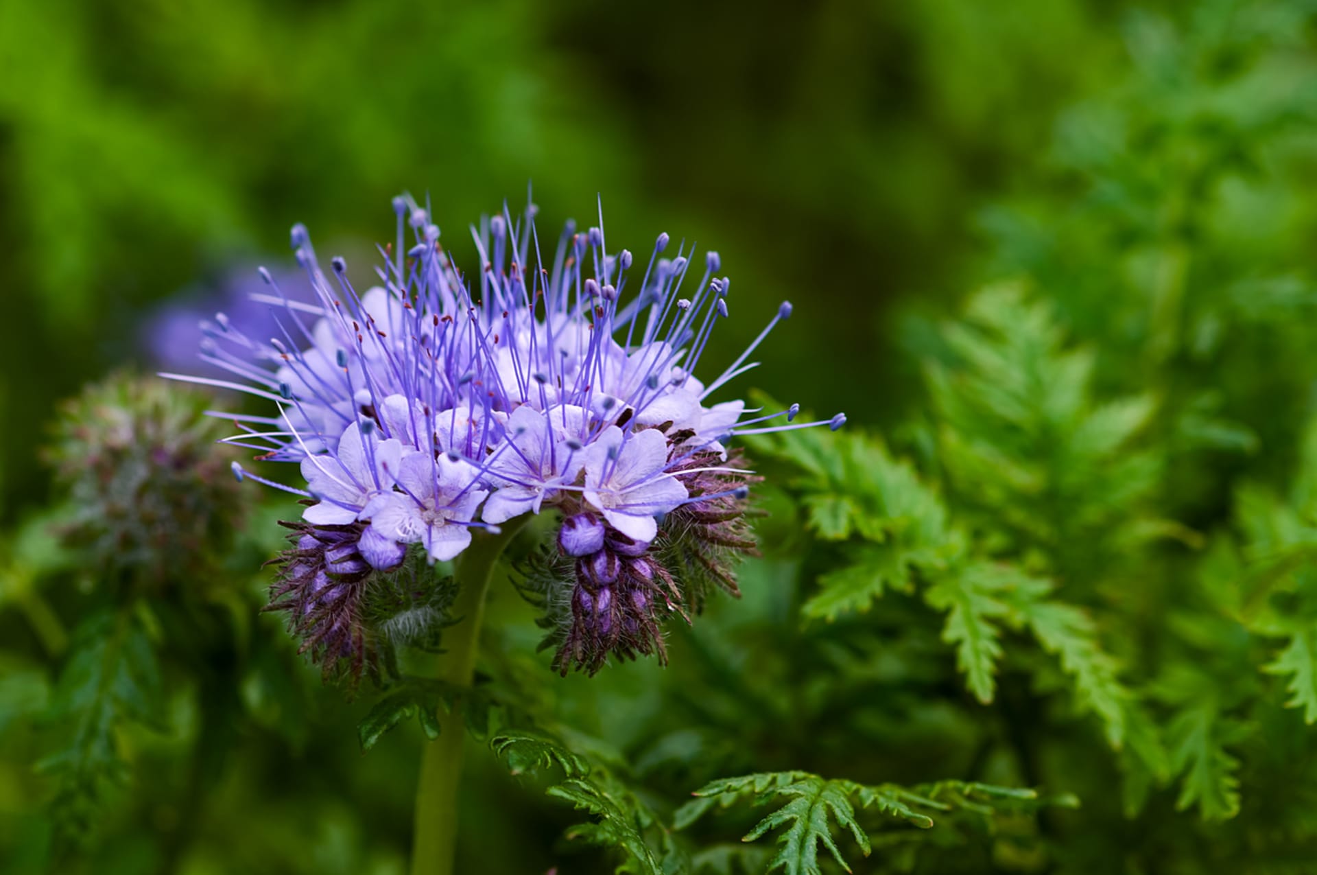 Facelia tanacetifolia (Facelia tanacetifolia) 